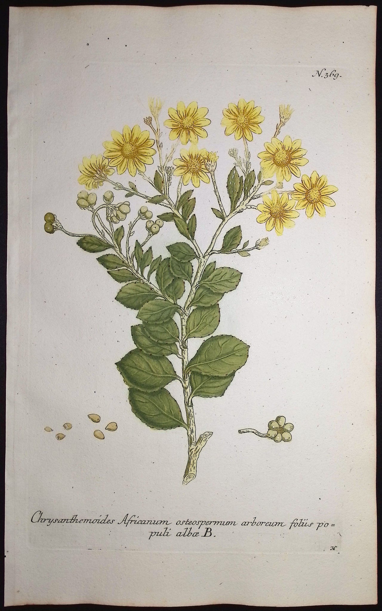 Chrysanthemoides