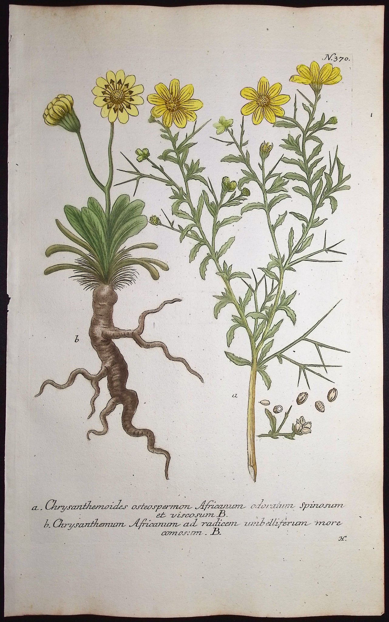 Chrysanthemoides
