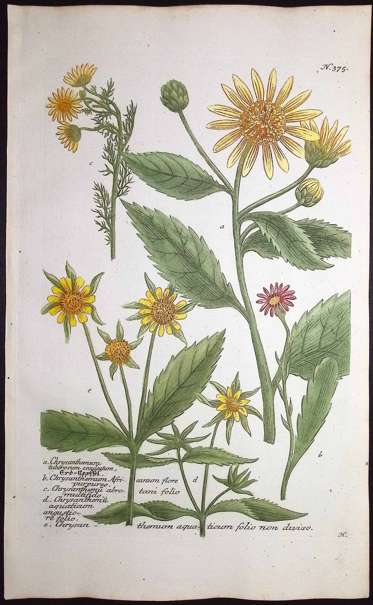 Chrysanthemum