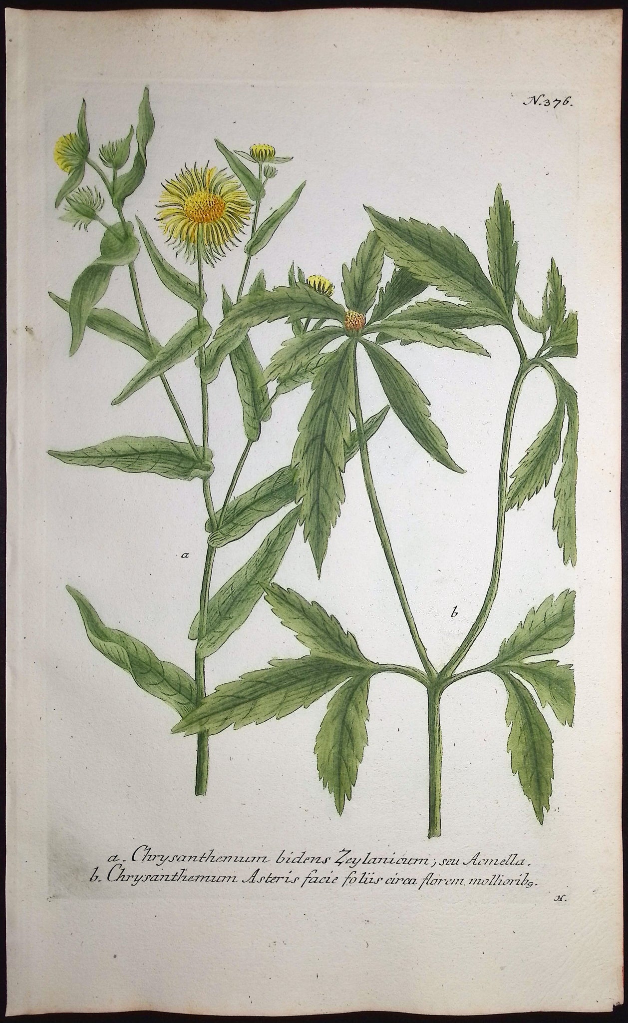 Chrysanthemum