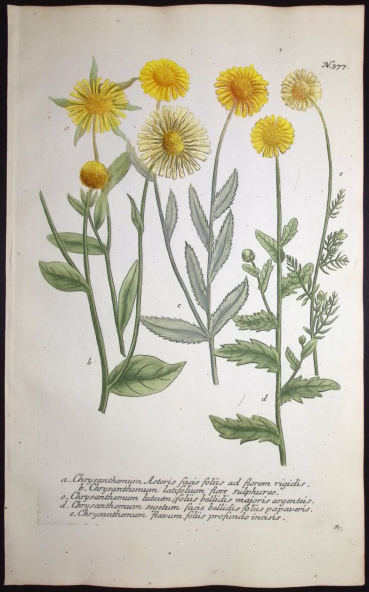 Chrysanthemum
