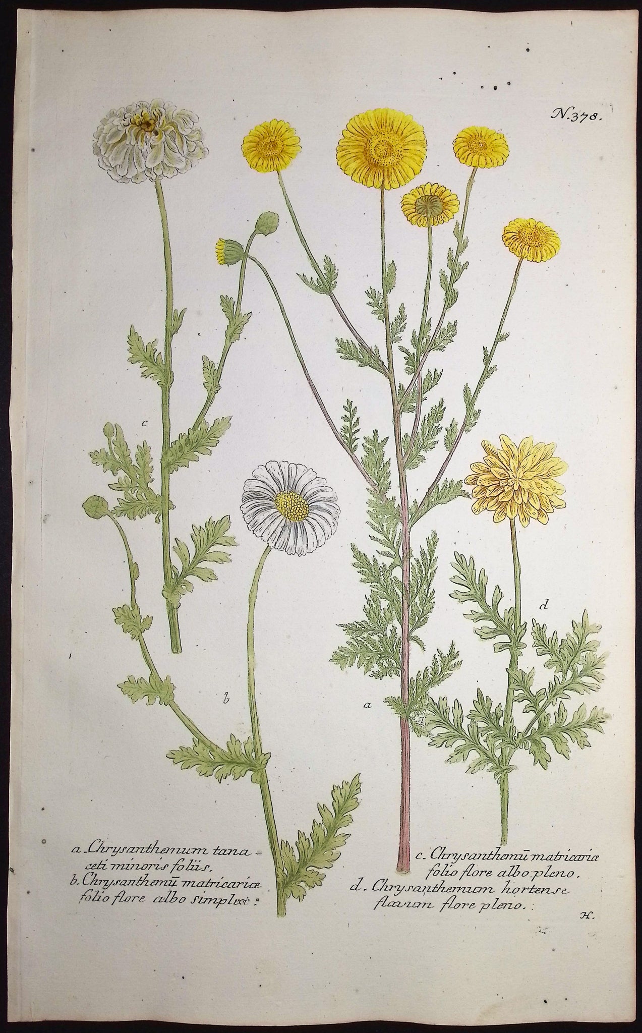 Chrysanthemum
