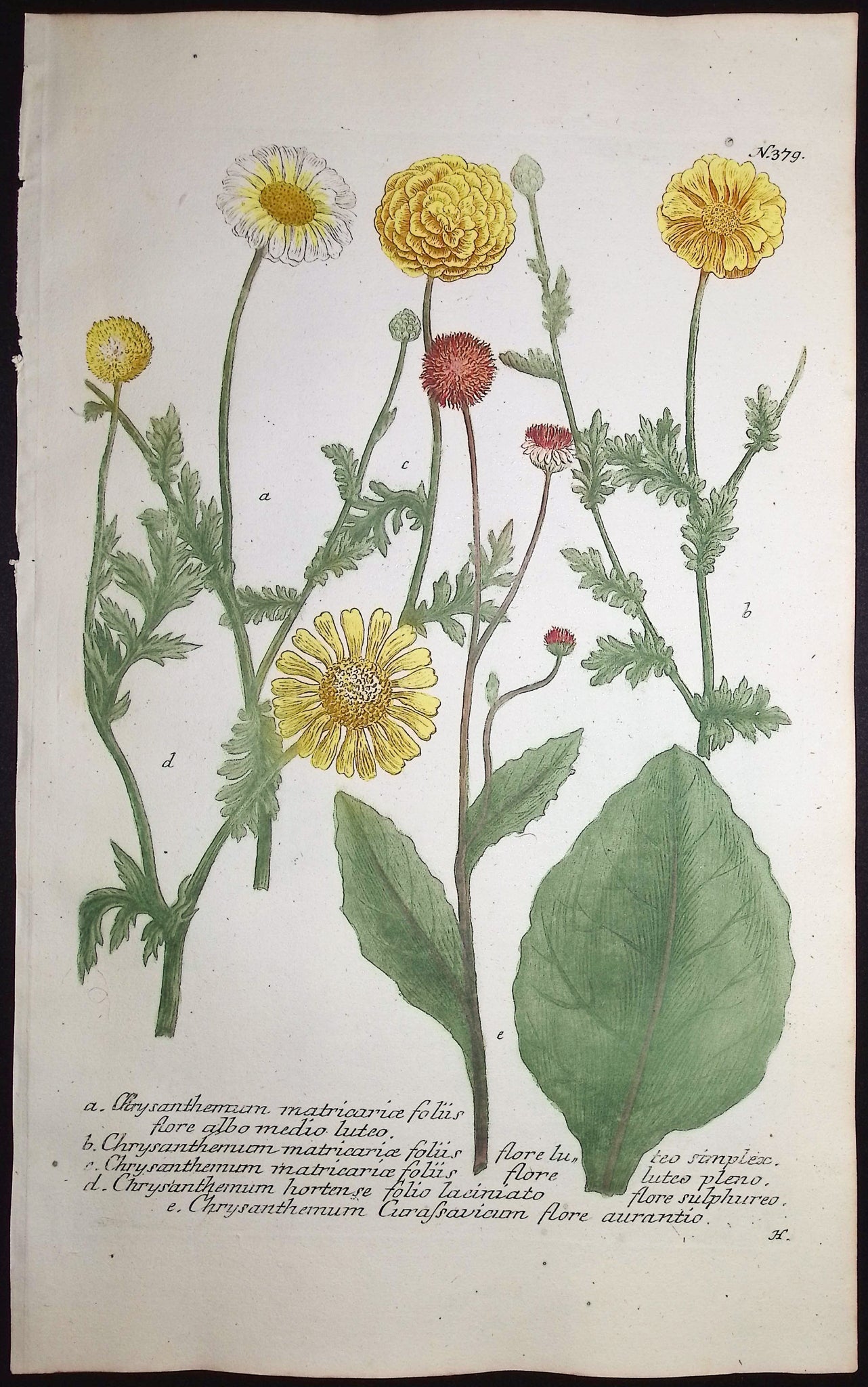 Chrysanthemum
