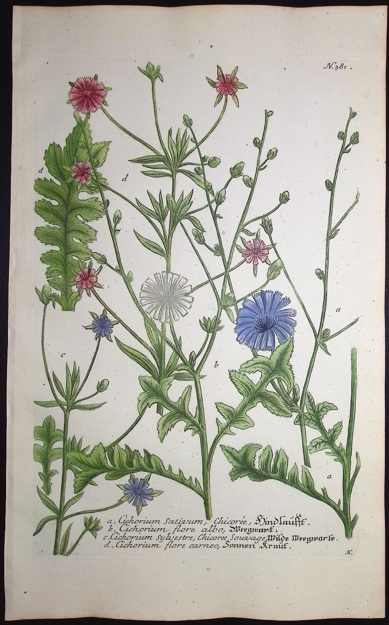 Cichorium