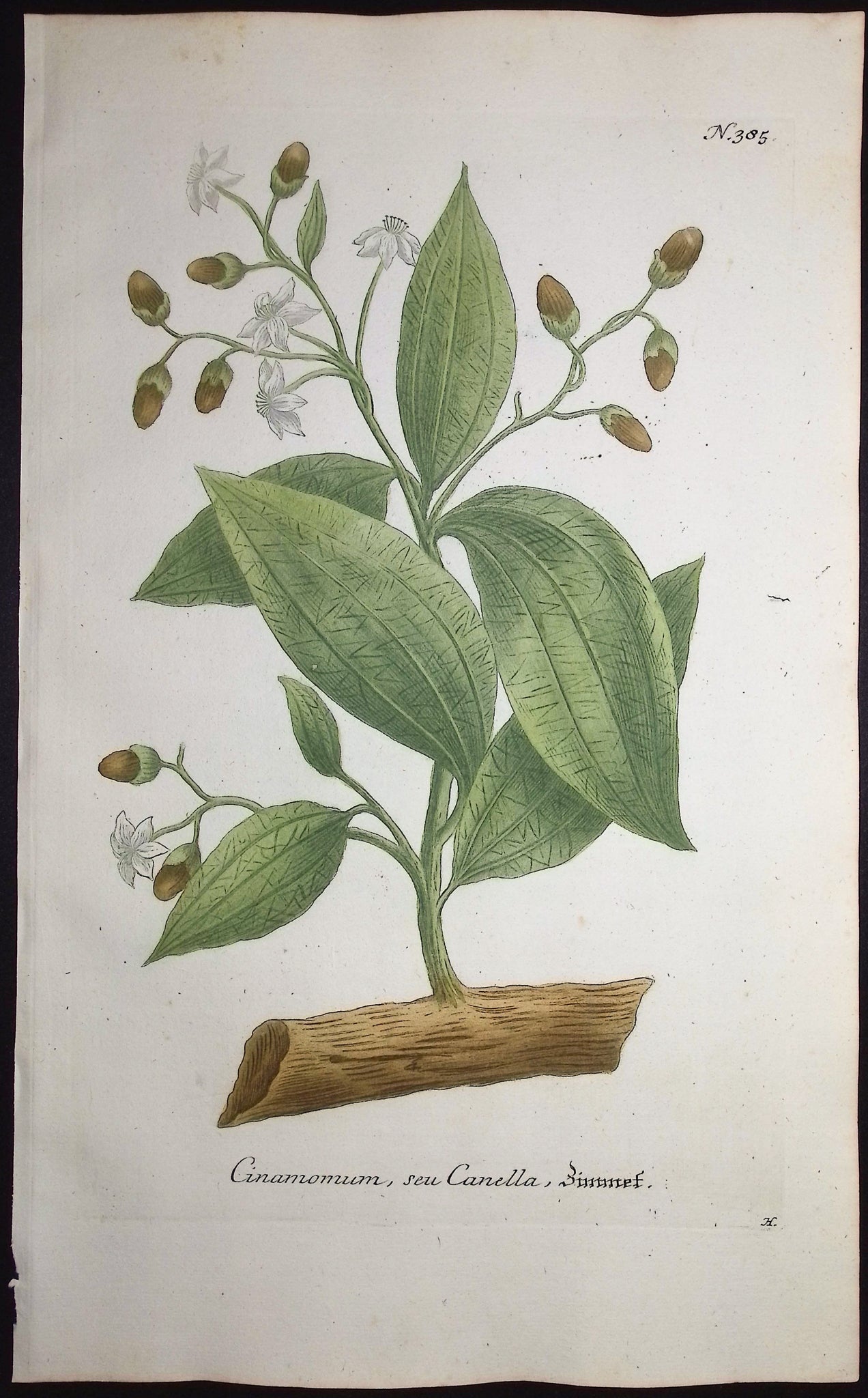 Cinamomum