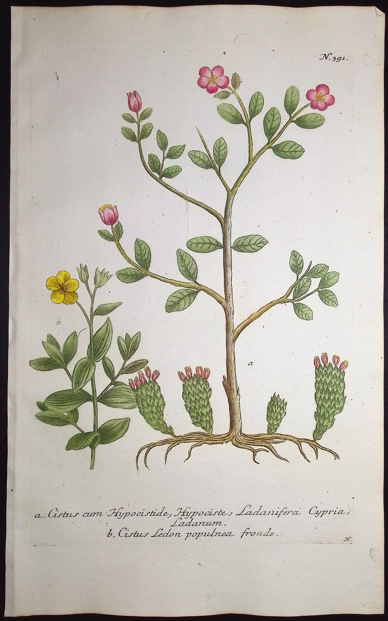 Rock Rose