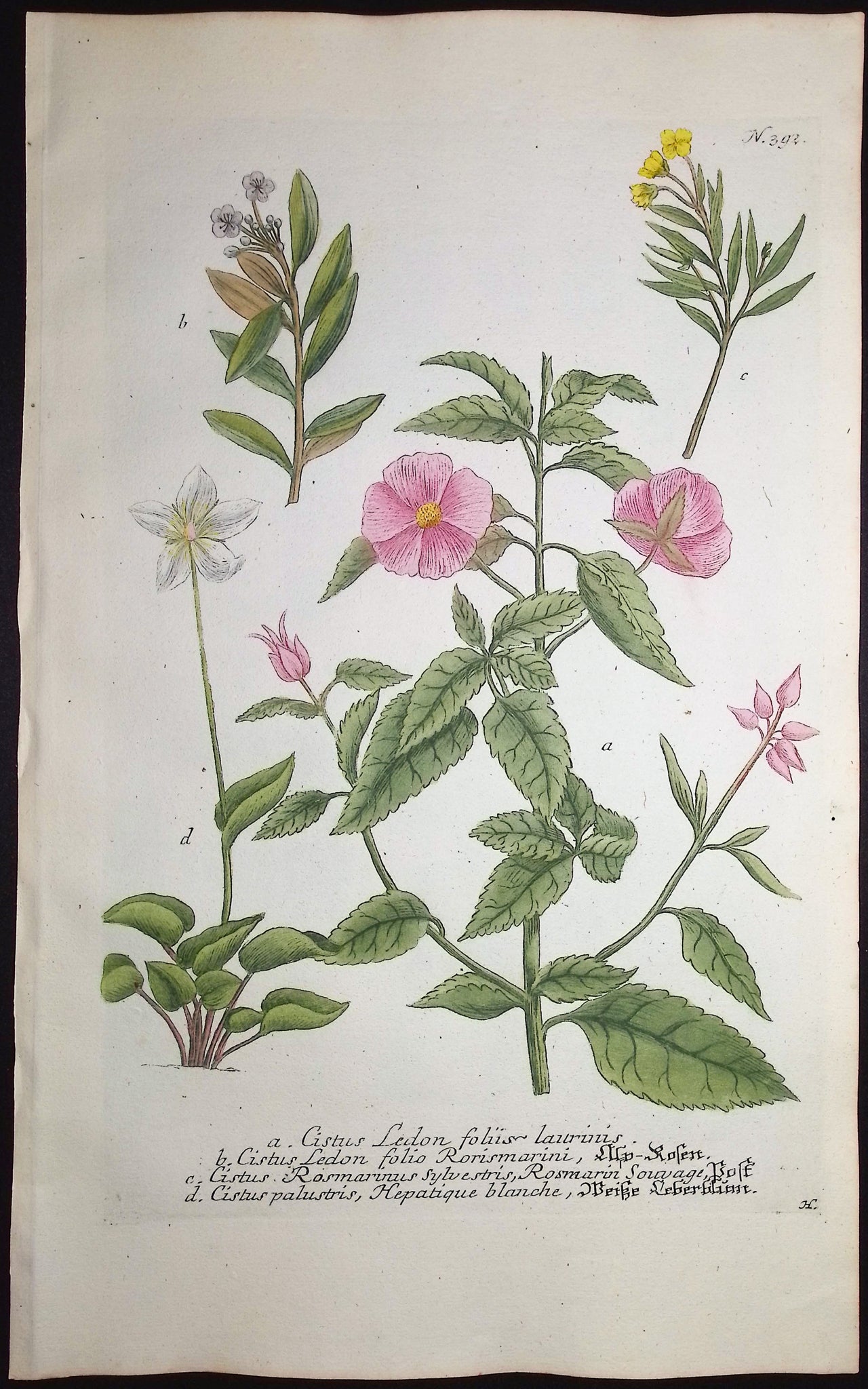Rock Rose