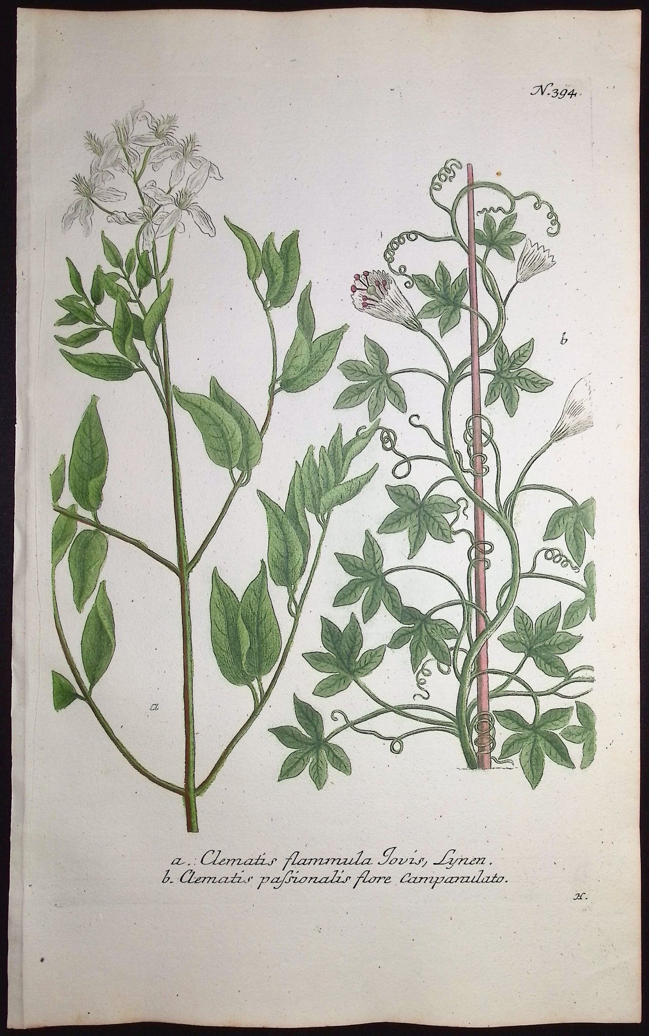 Clematis