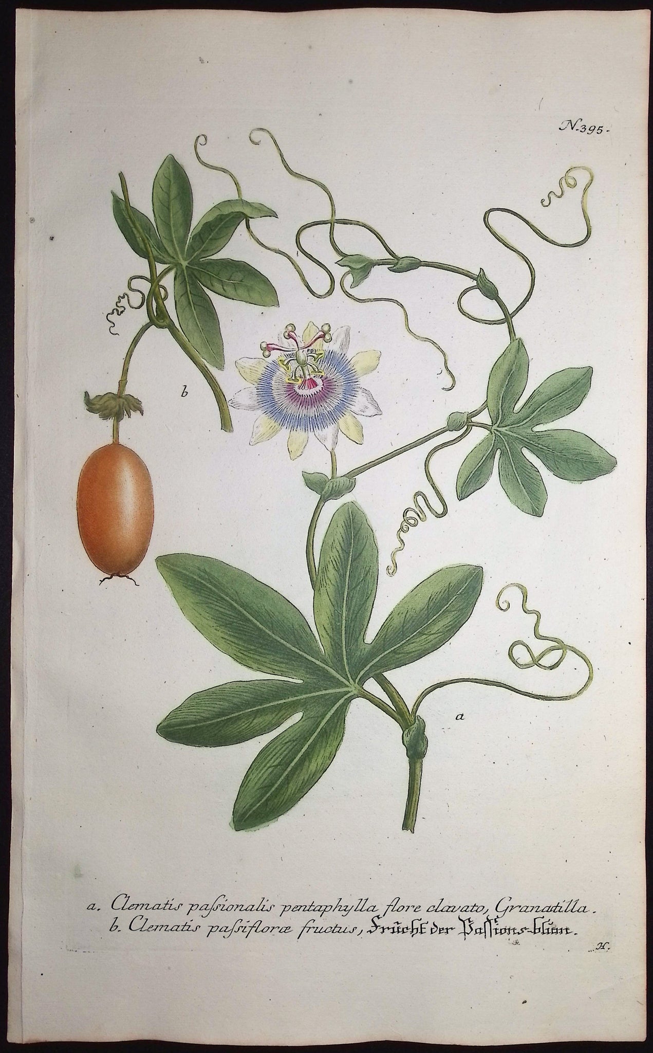 Passion Flower and Fruit
