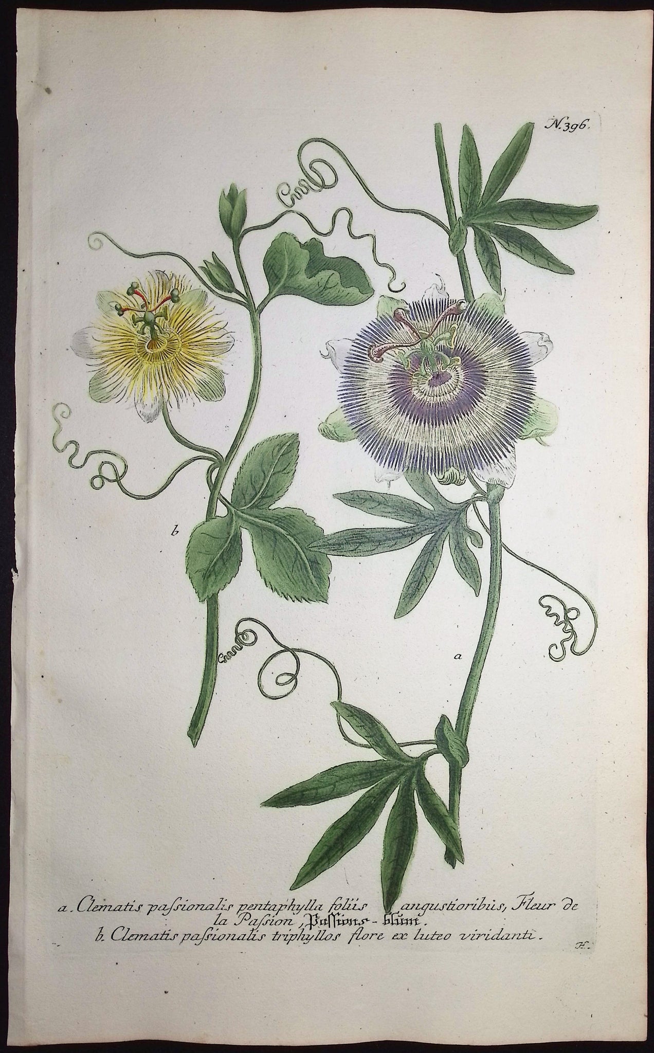 Purple Passion Flower