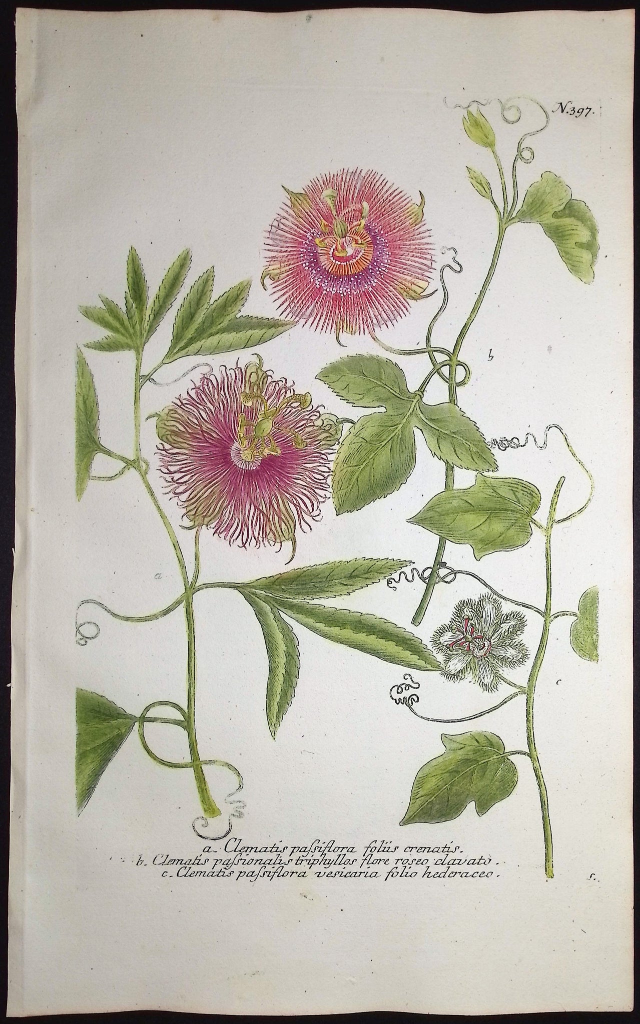 Pink Passion Flower