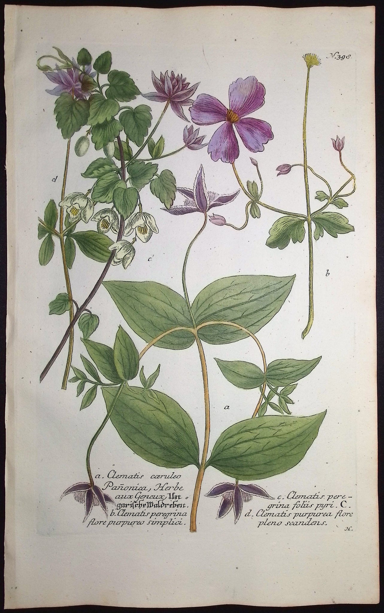 Clematis