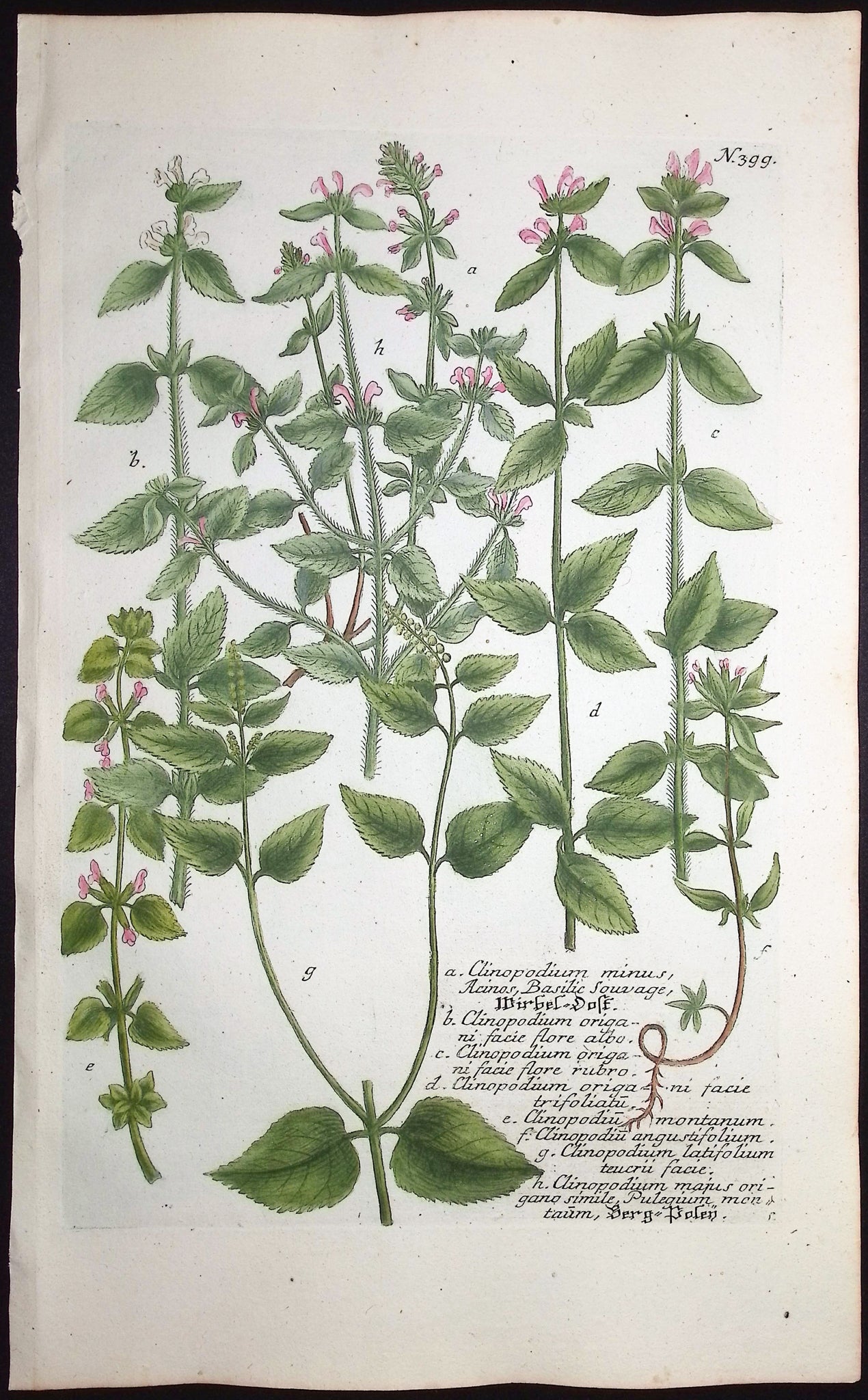 Clinopodium