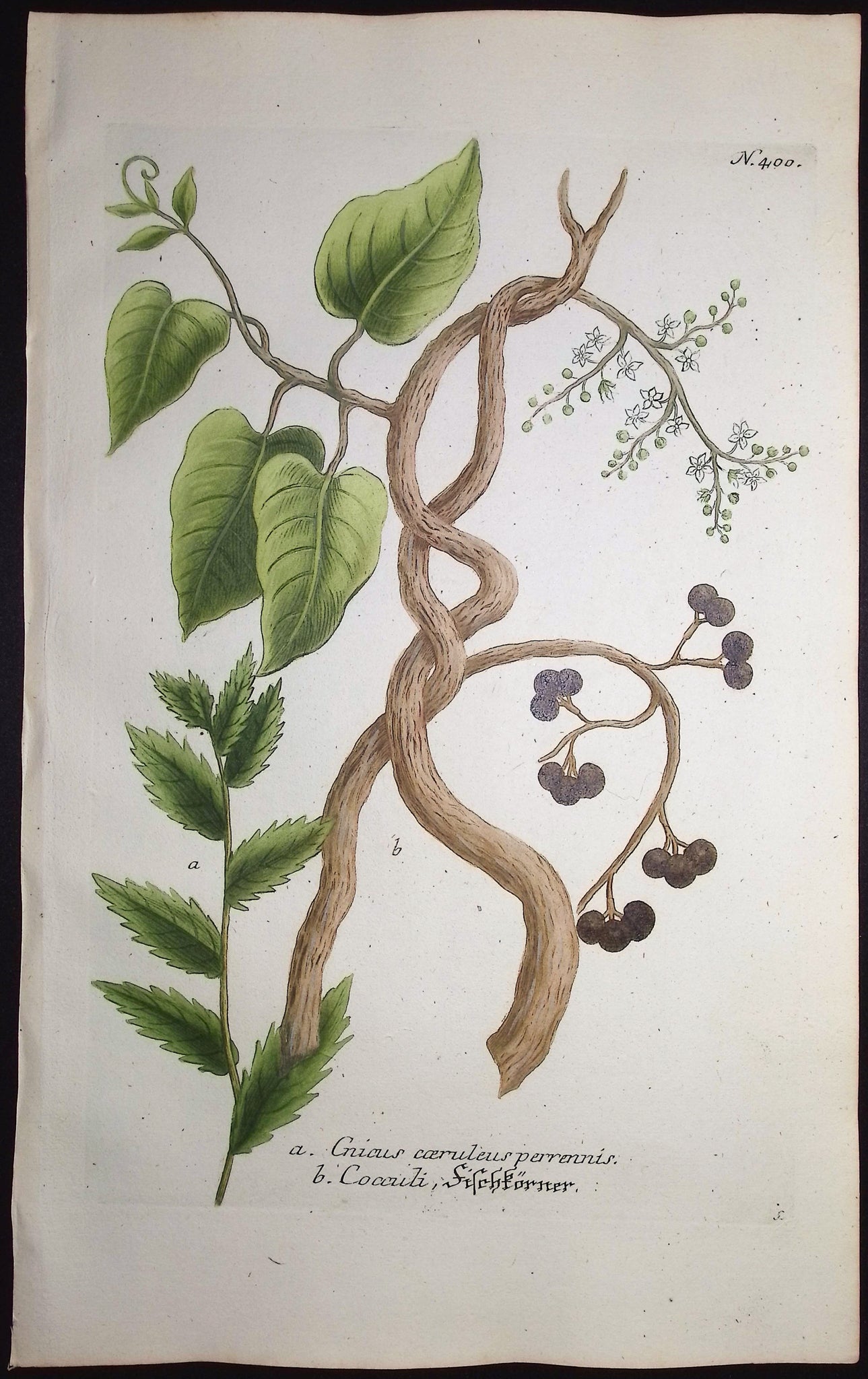 Cnicus, Cocculi