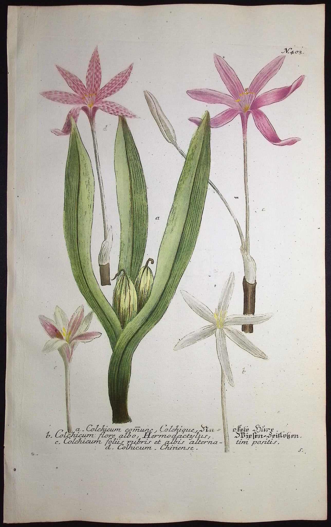 Crocus