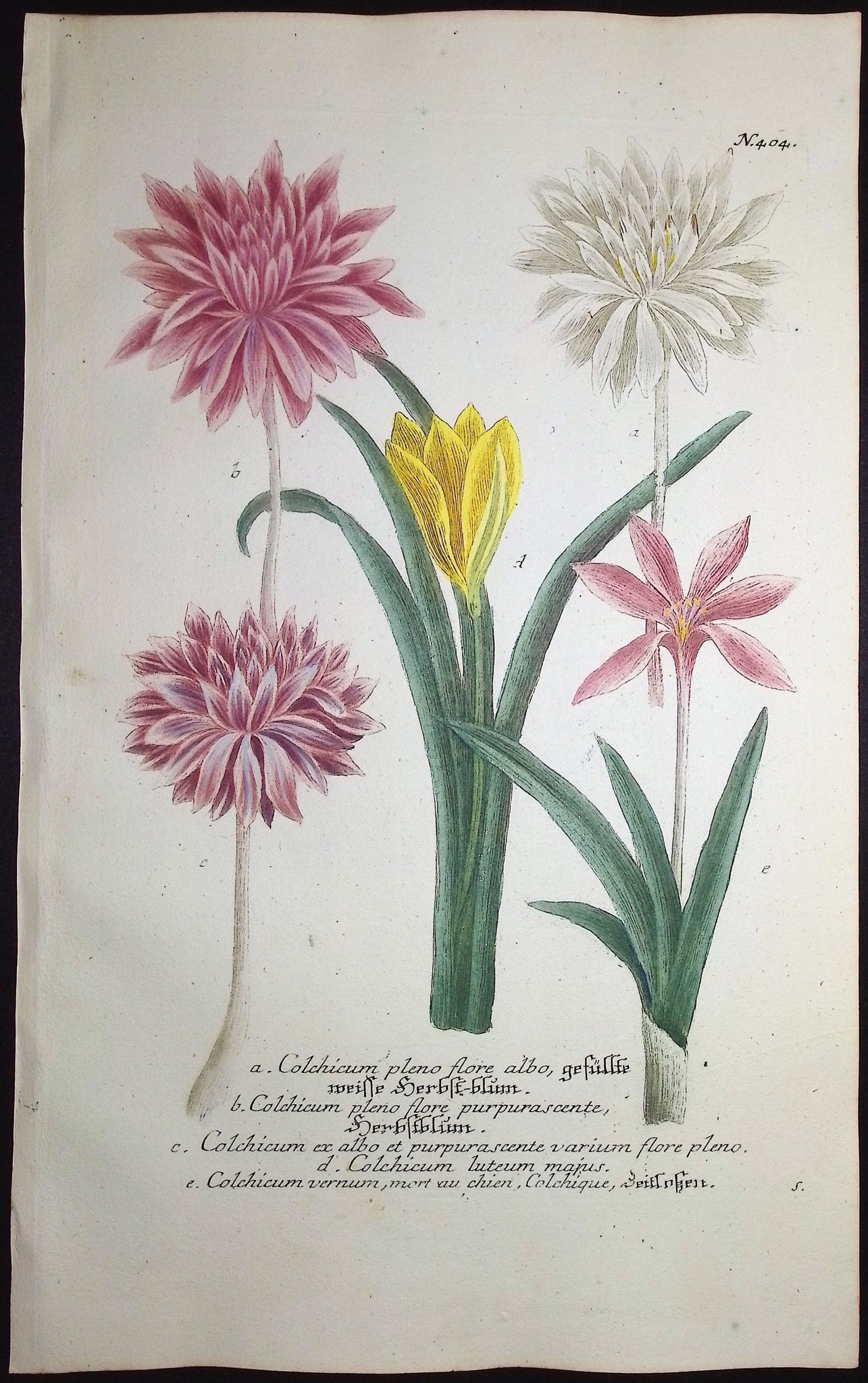 Water Lily & Crocus