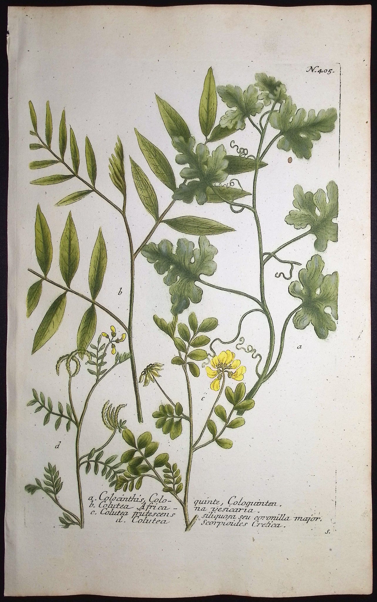 Colcinthis, Colutea