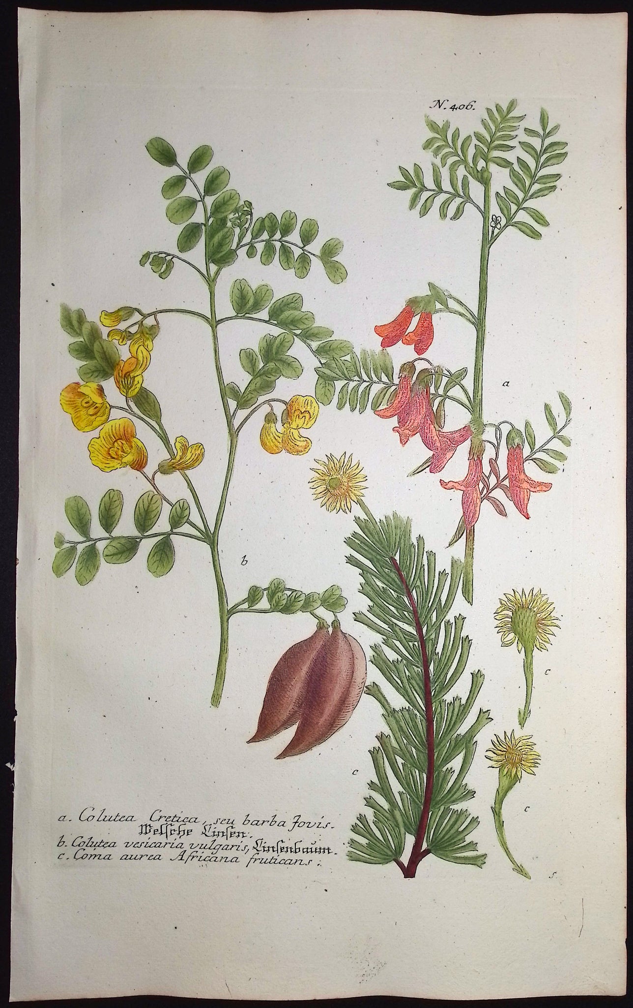 Bladder Senna
