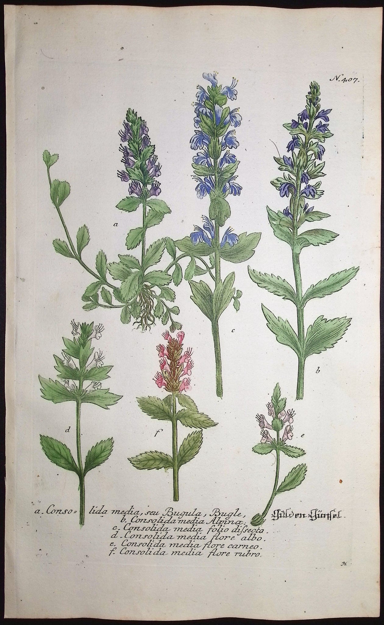 Larkspur