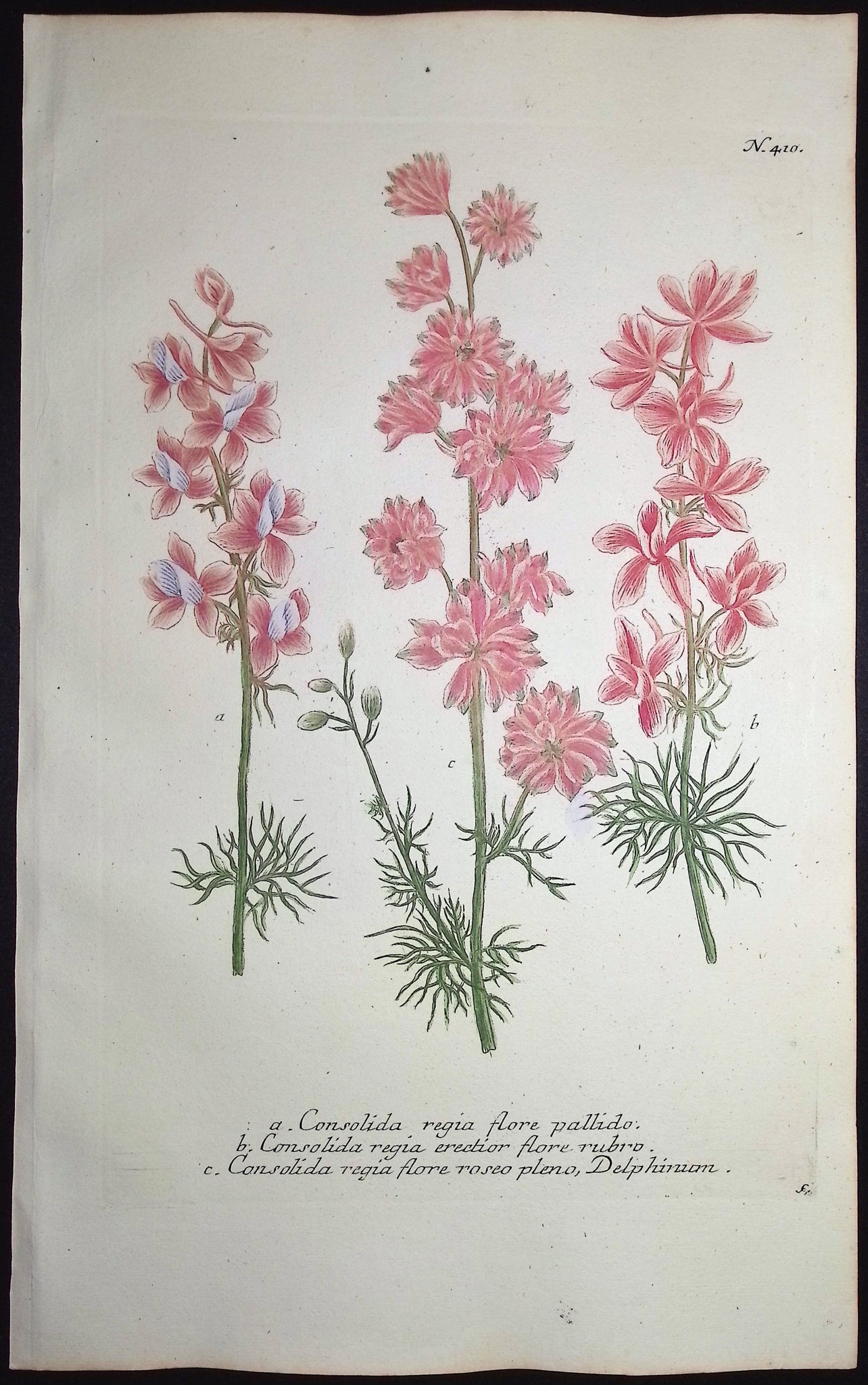 Larkspur - Delphinum