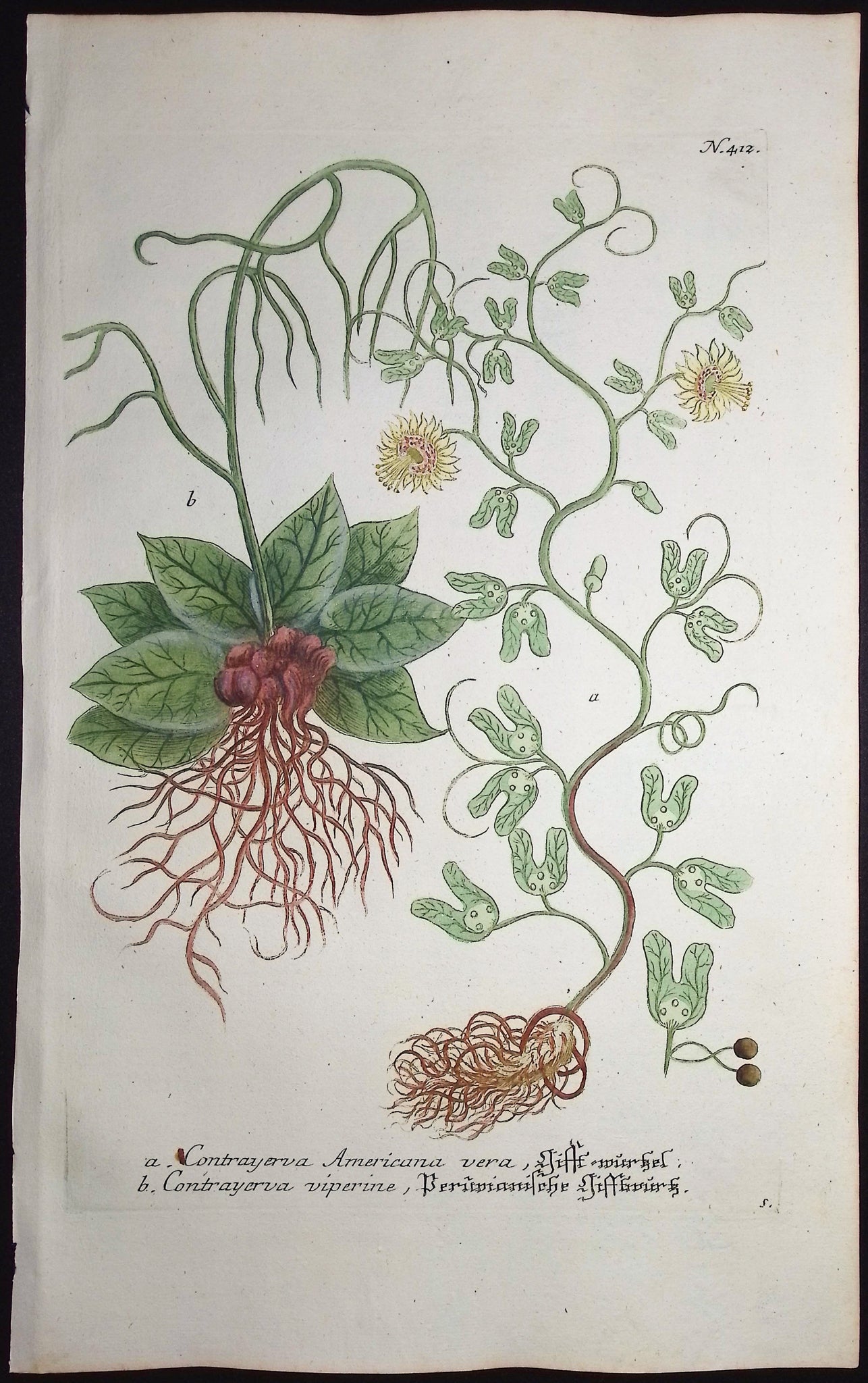 Contrayerva Americana & viperine