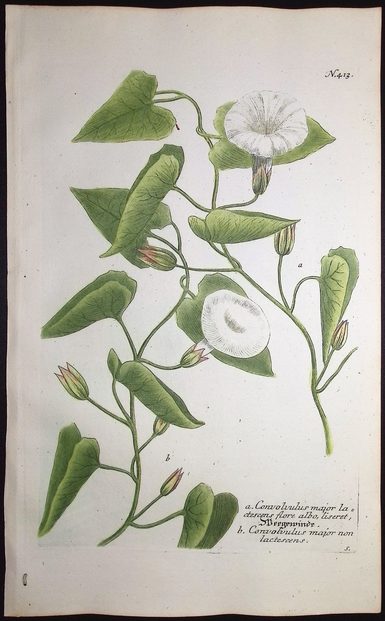Bindweed or Morning Glory