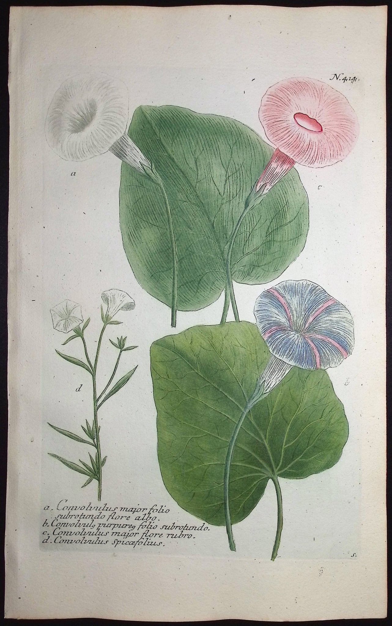 Bindweed or Morning Glory