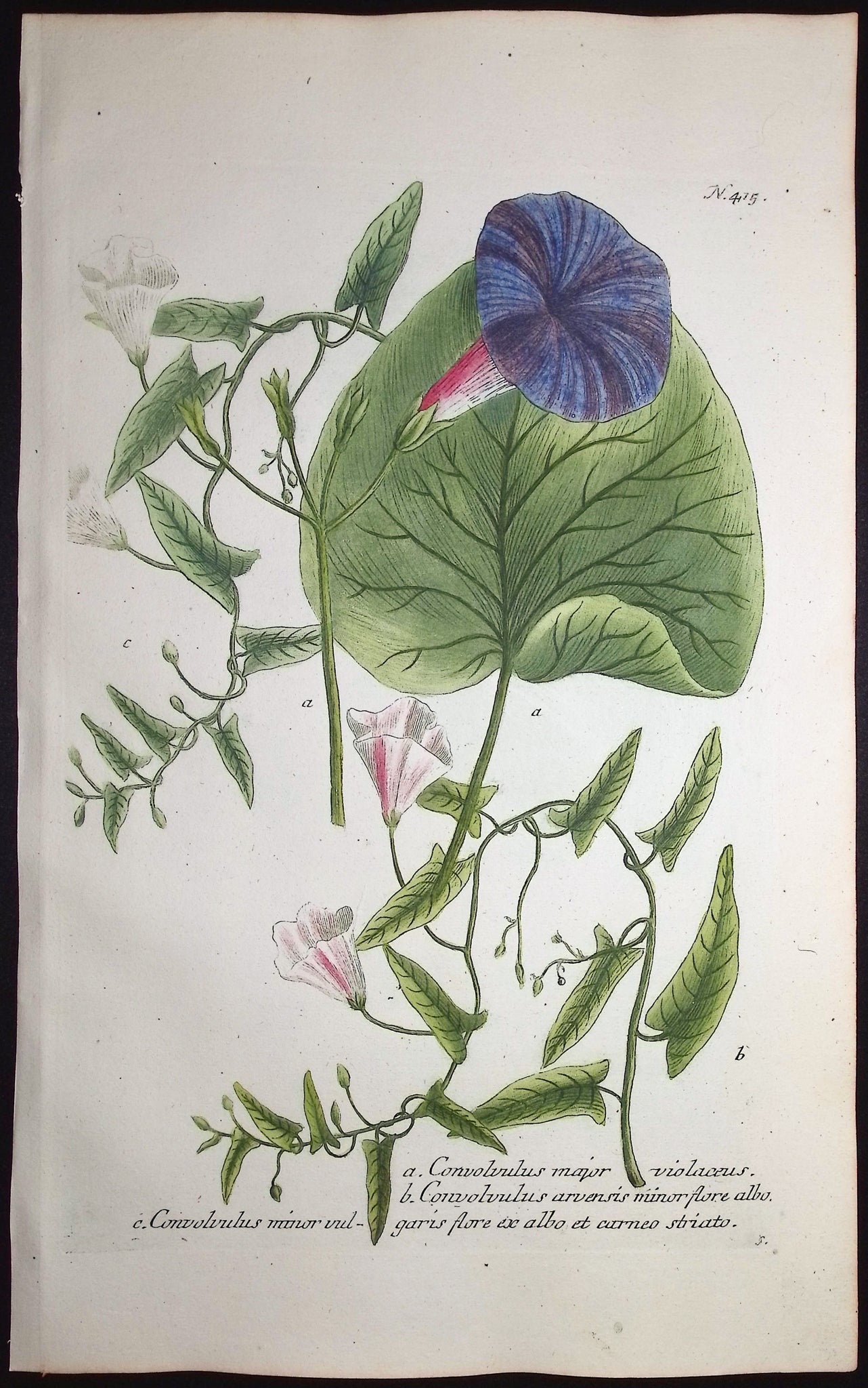 Dwarf Morning Glory & Field Bindweed