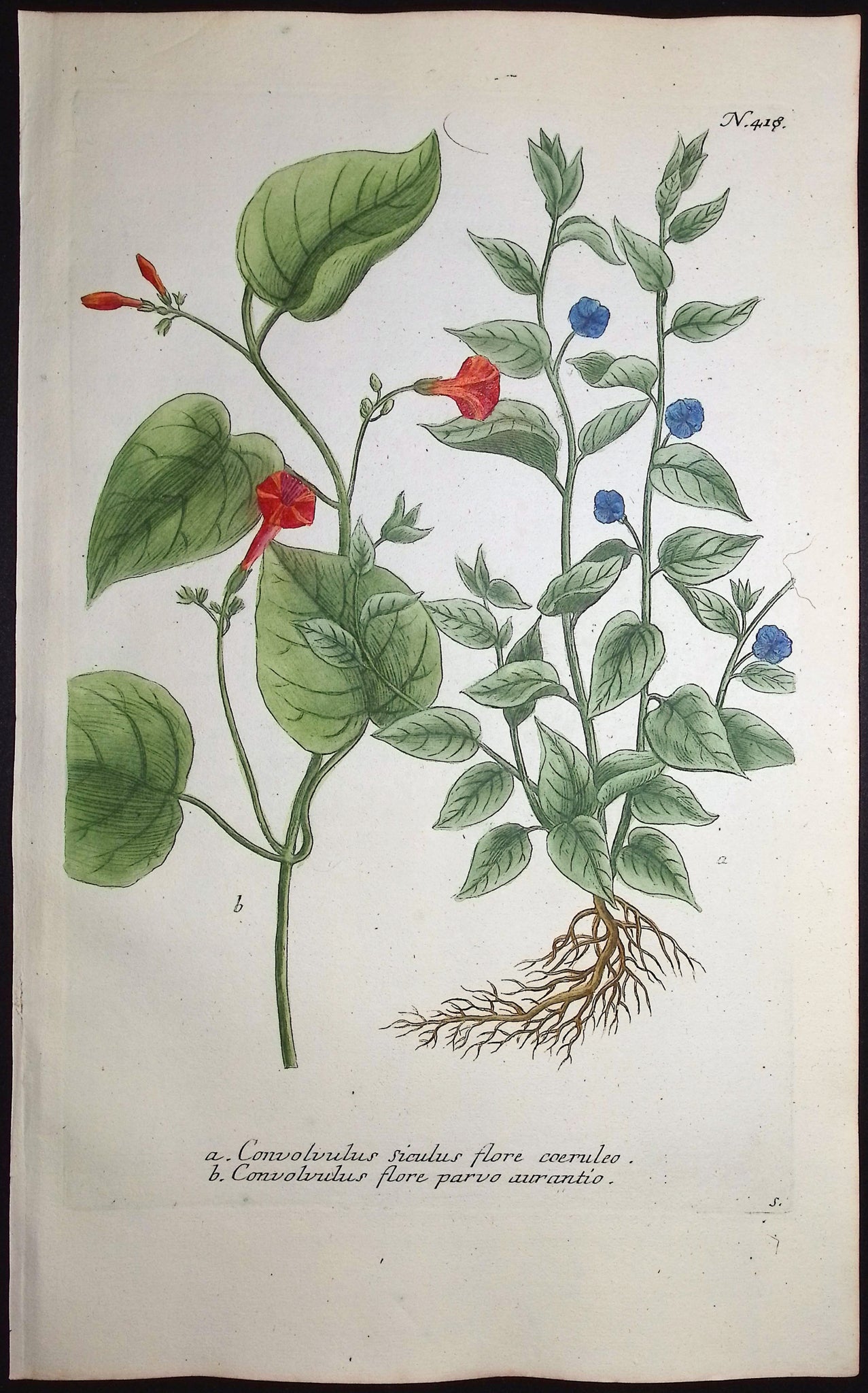 Liseron & Bindweed