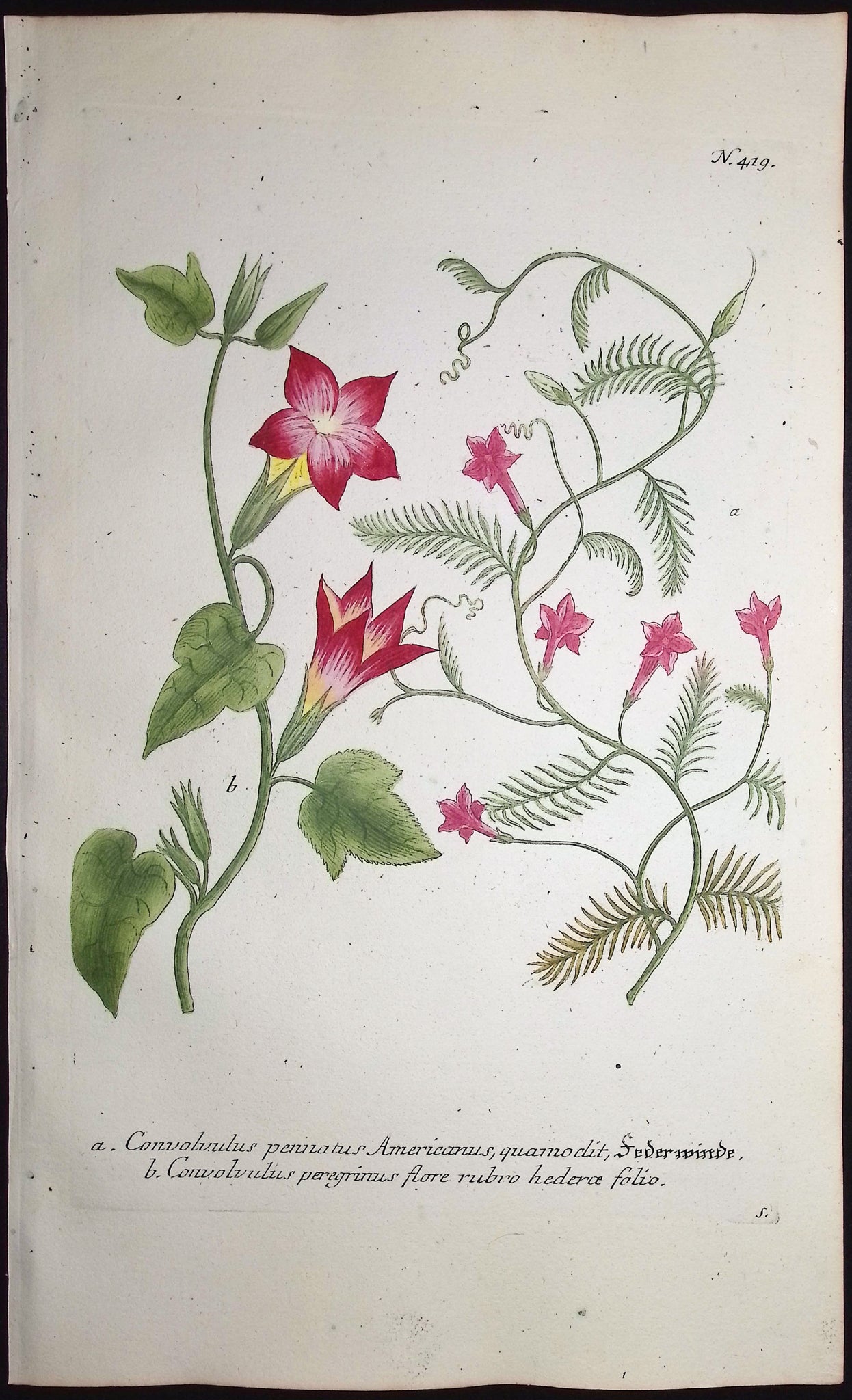Bindweed