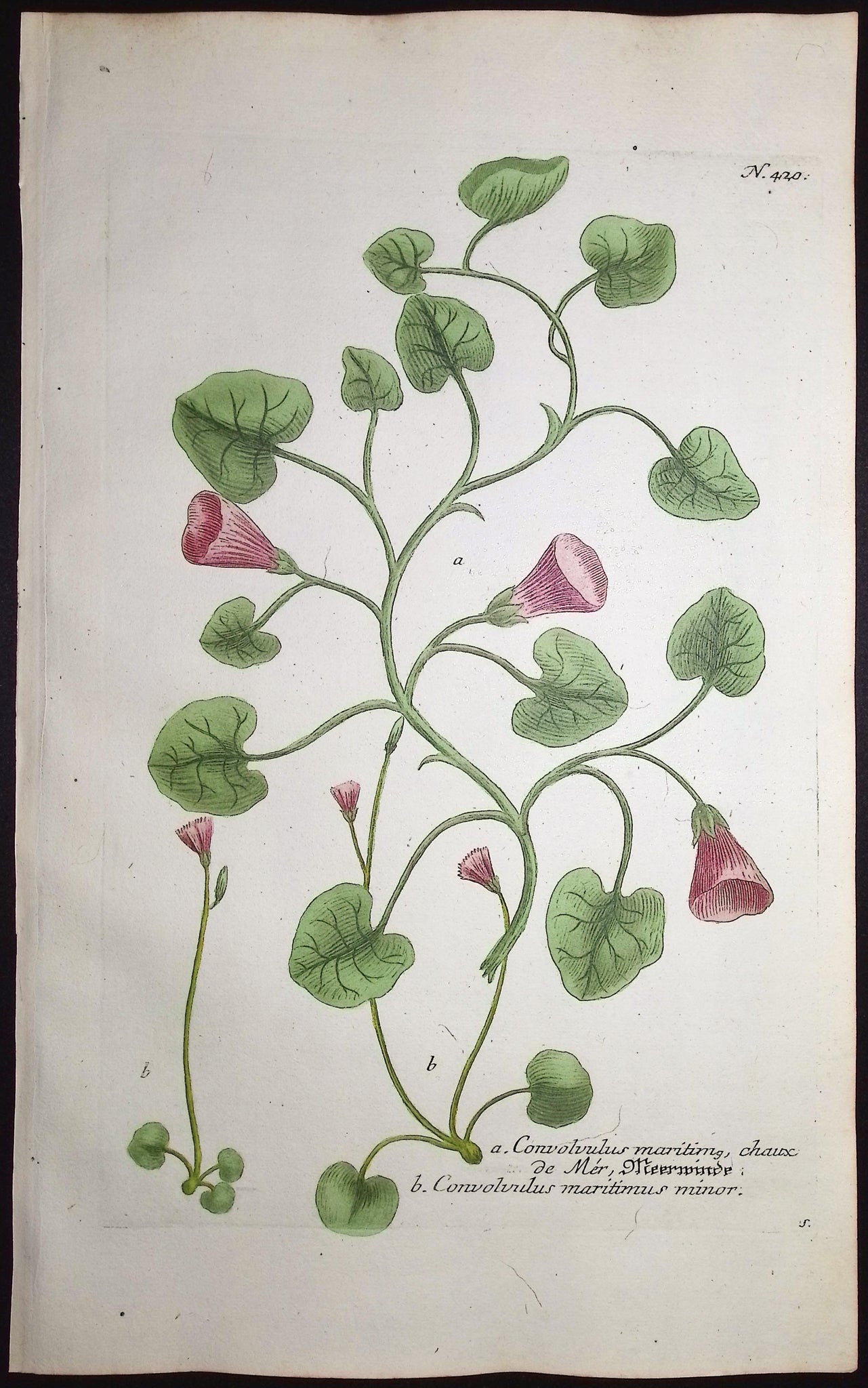 Bindweed