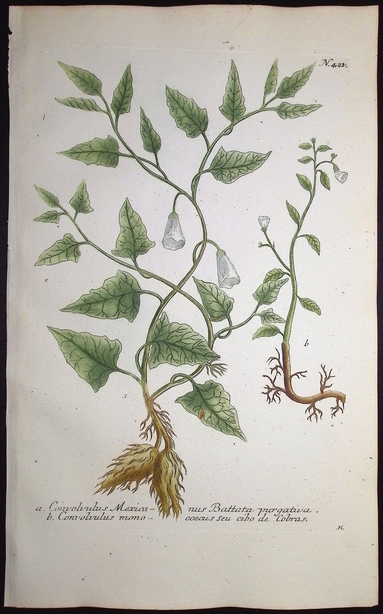 Bindweed