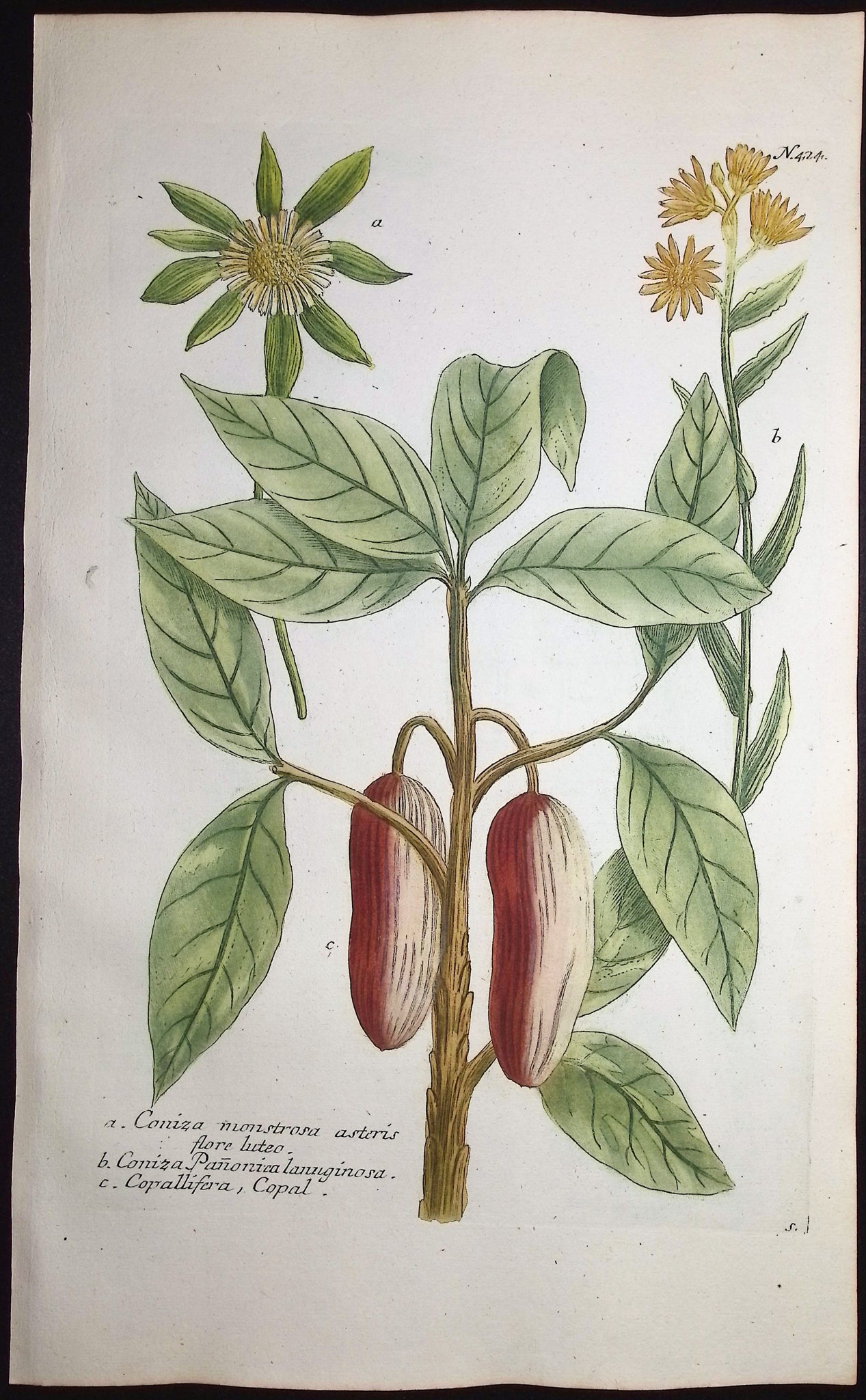 Fleabane & Copaiba Tree