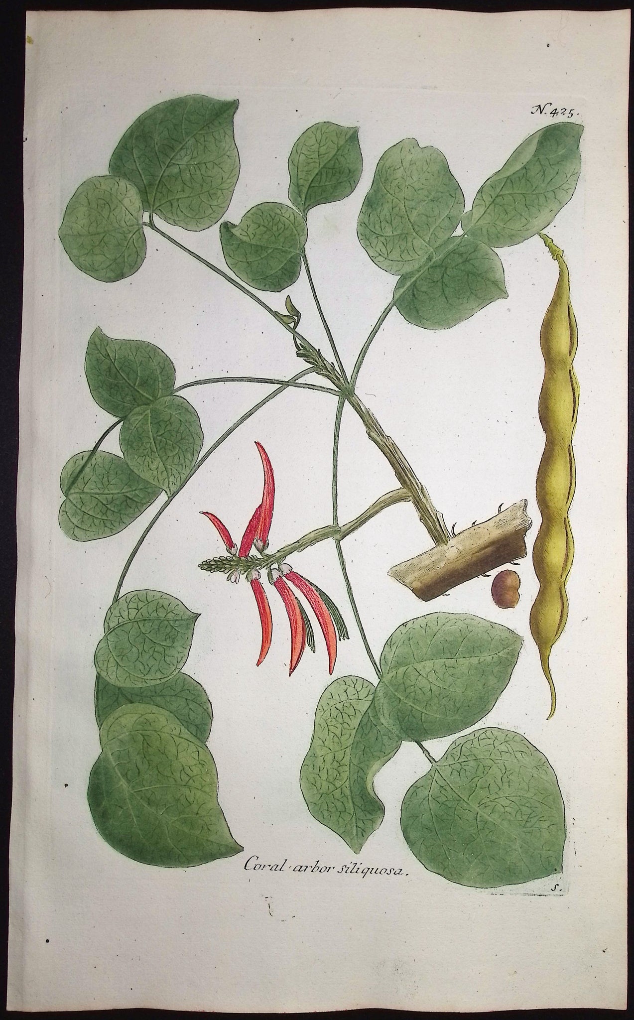 Cockspur or Coral Tree