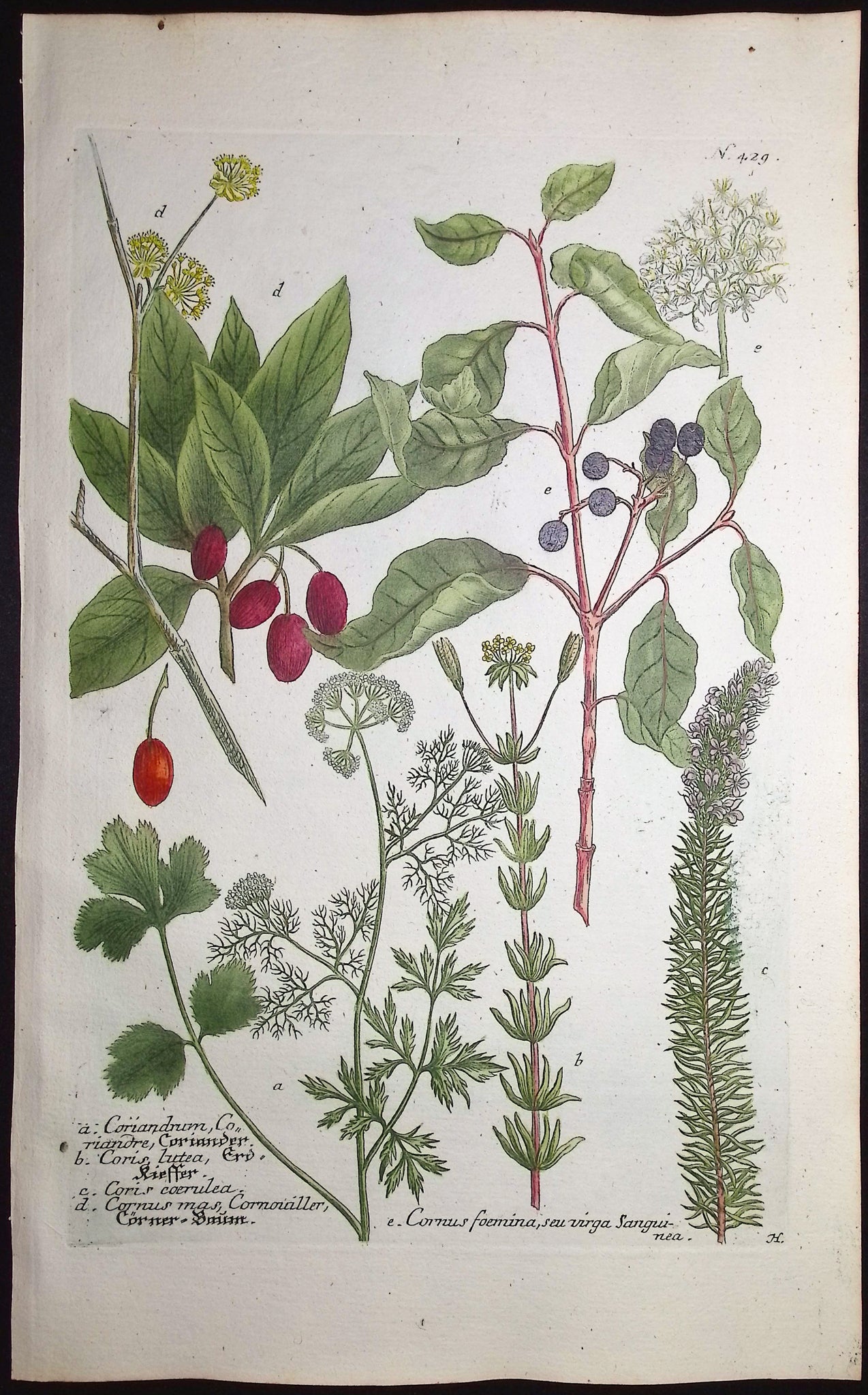 Coriander