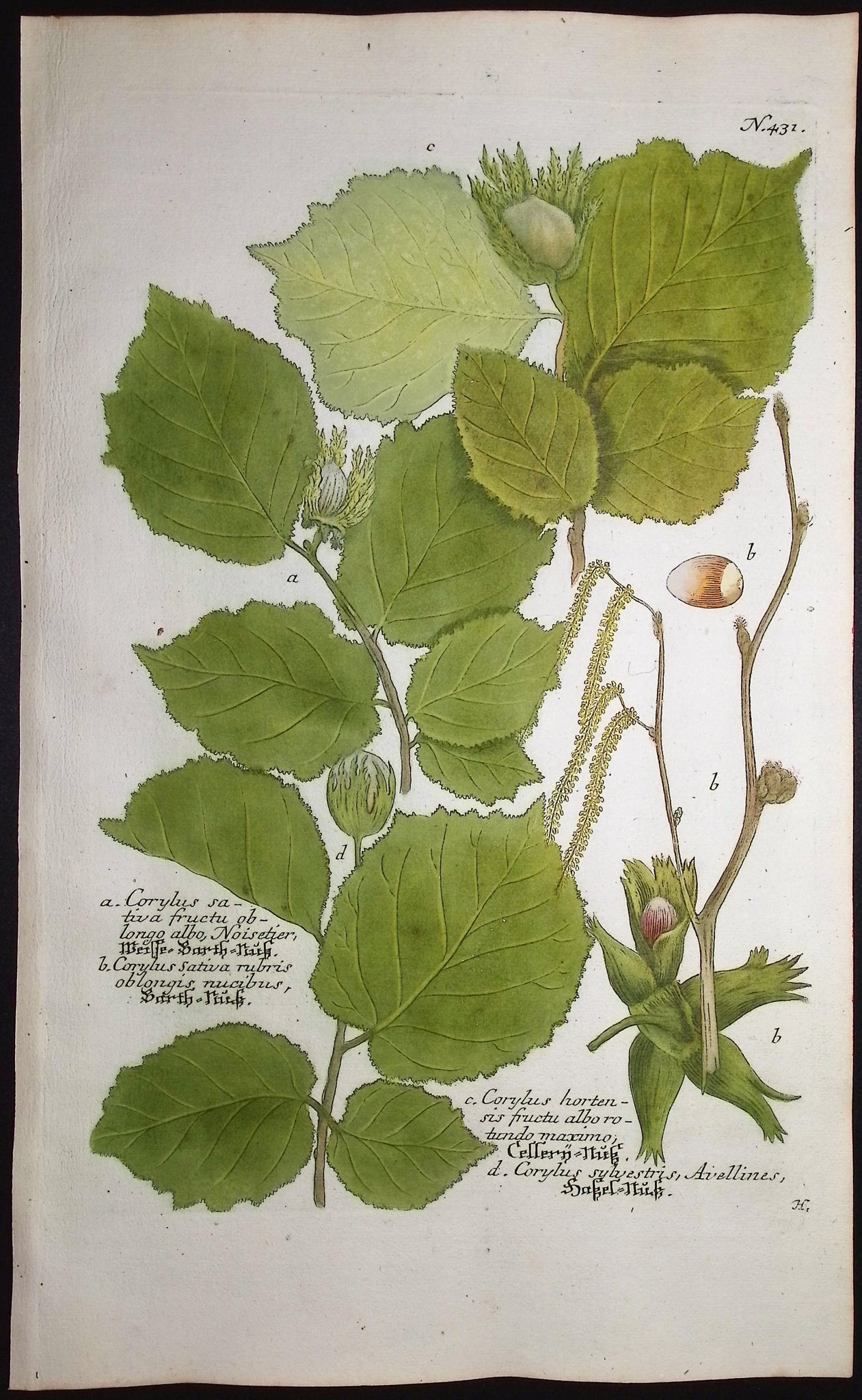 Hazel Tree or European Filbert