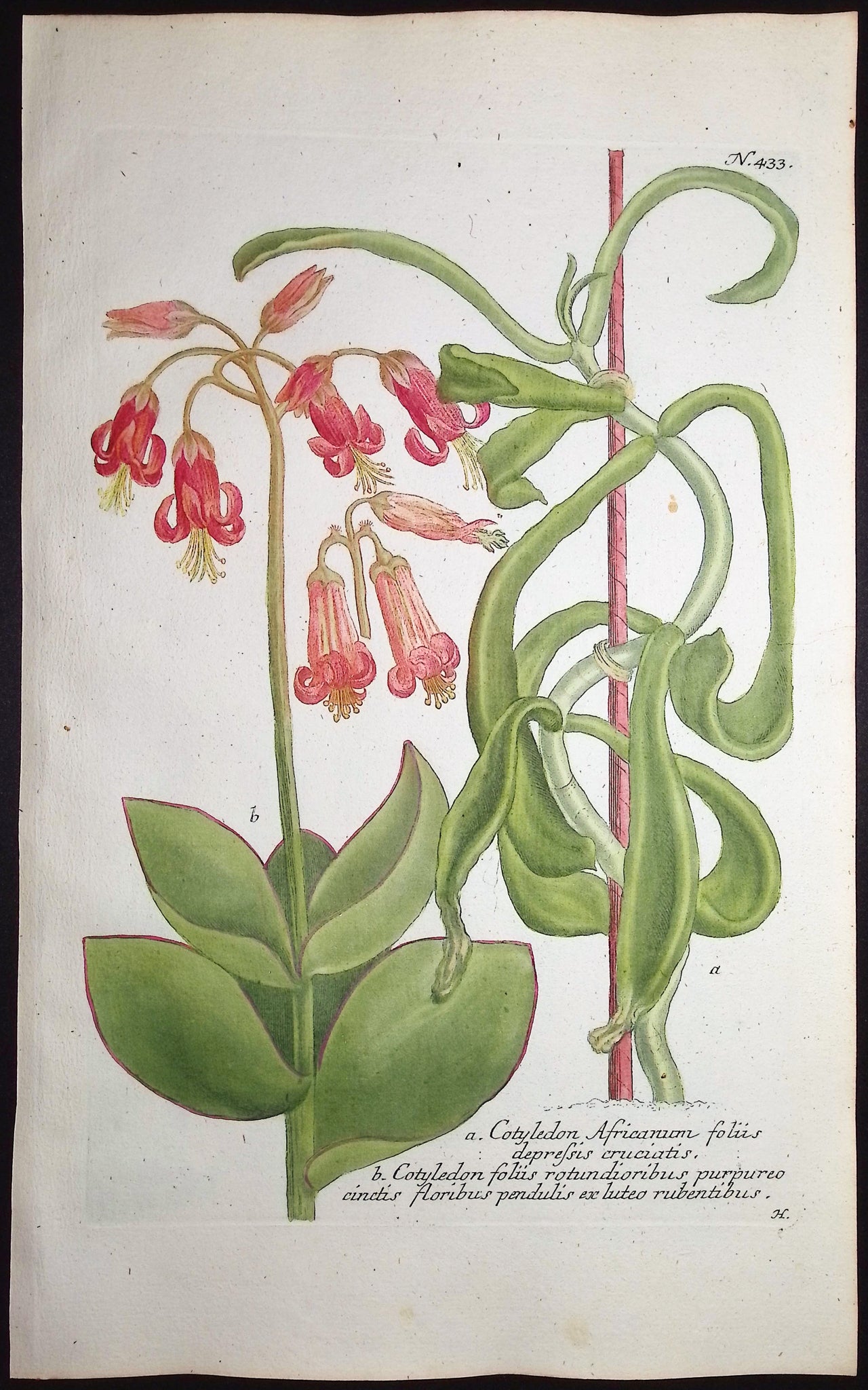 Cotyledon