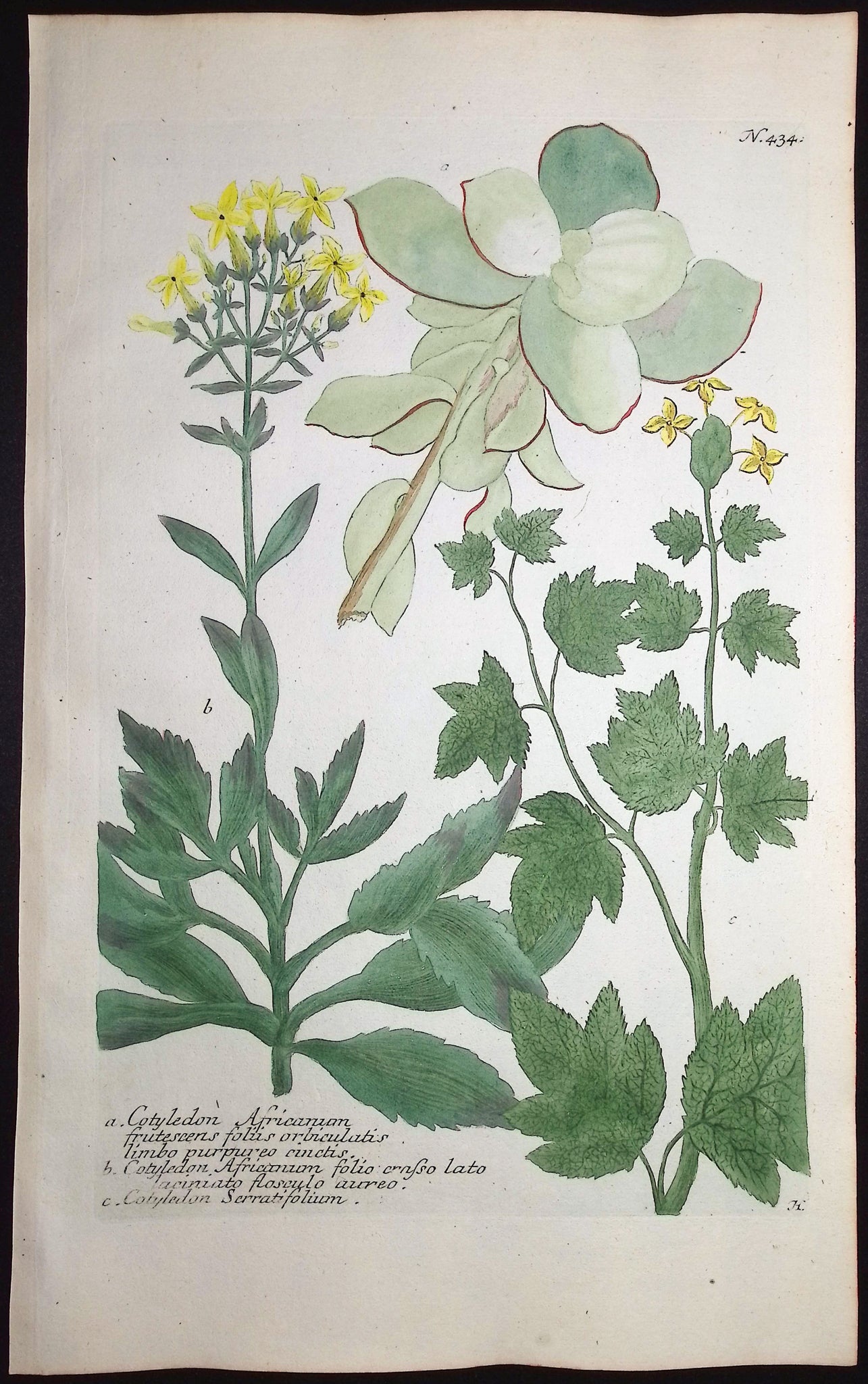 Cotyledon