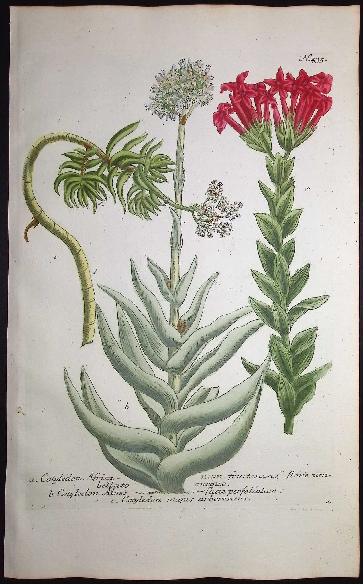 Cotyledon