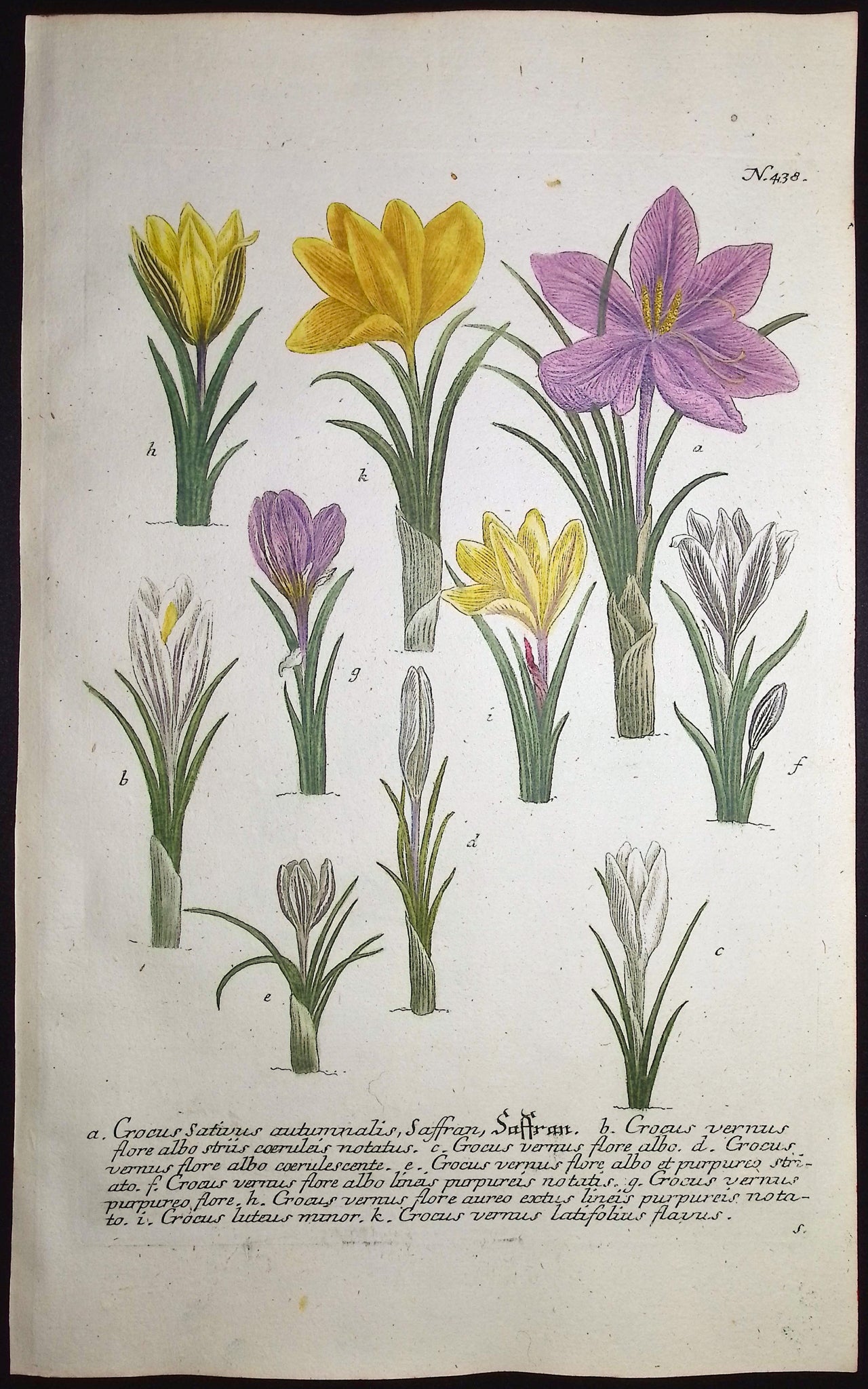 Saffron & Spring Crocus