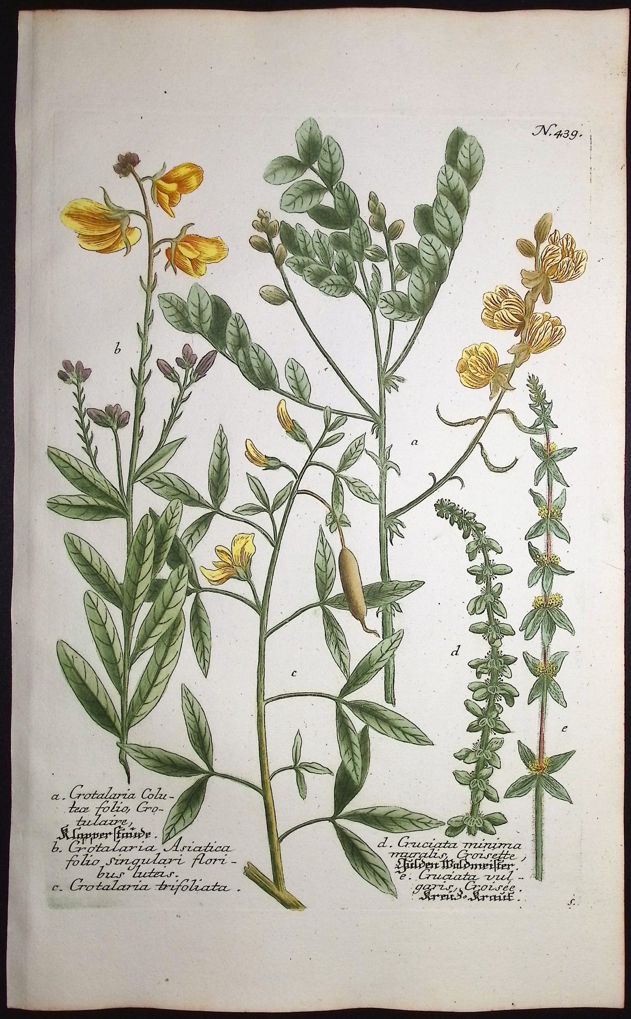 Crotalaria