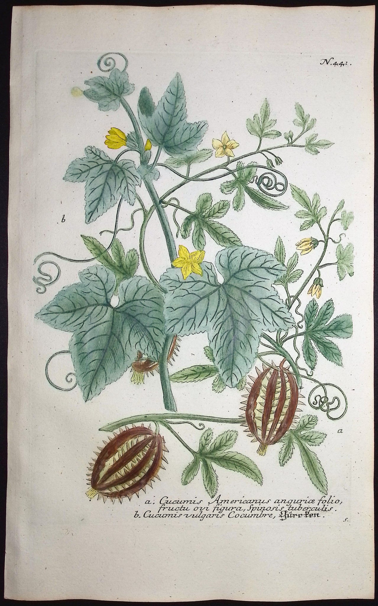 Cucumis
