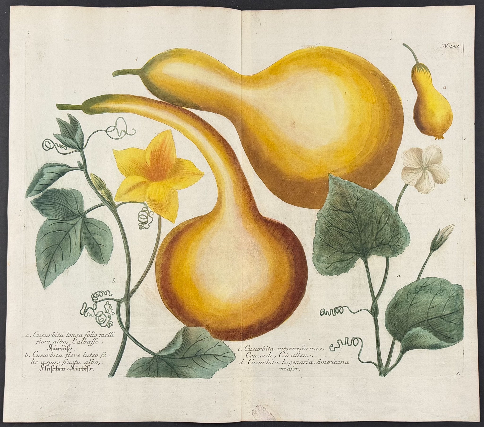 Gourds