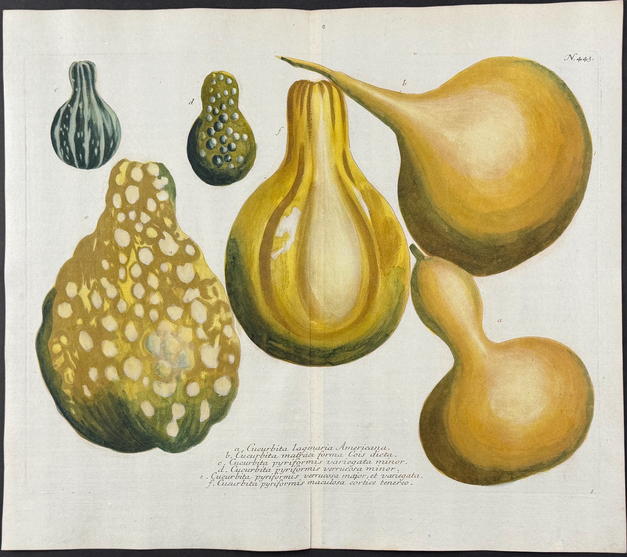 Bottle Gourds