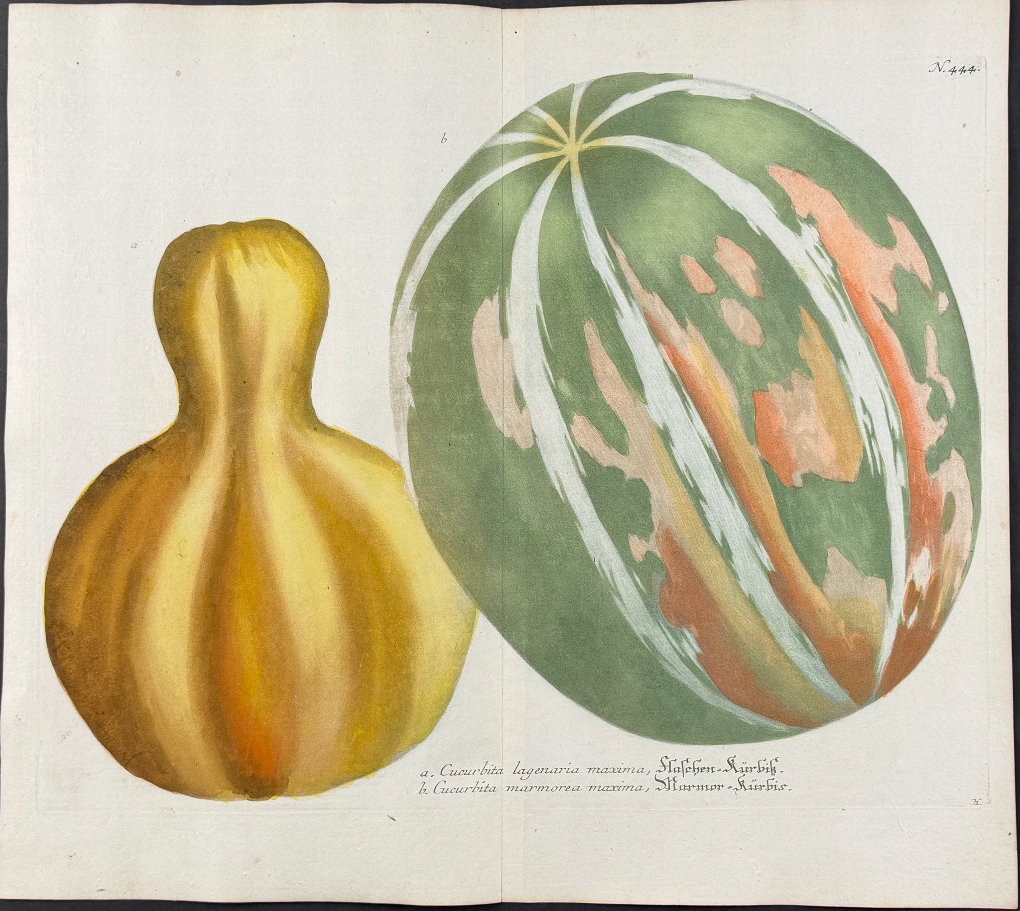 Gourds