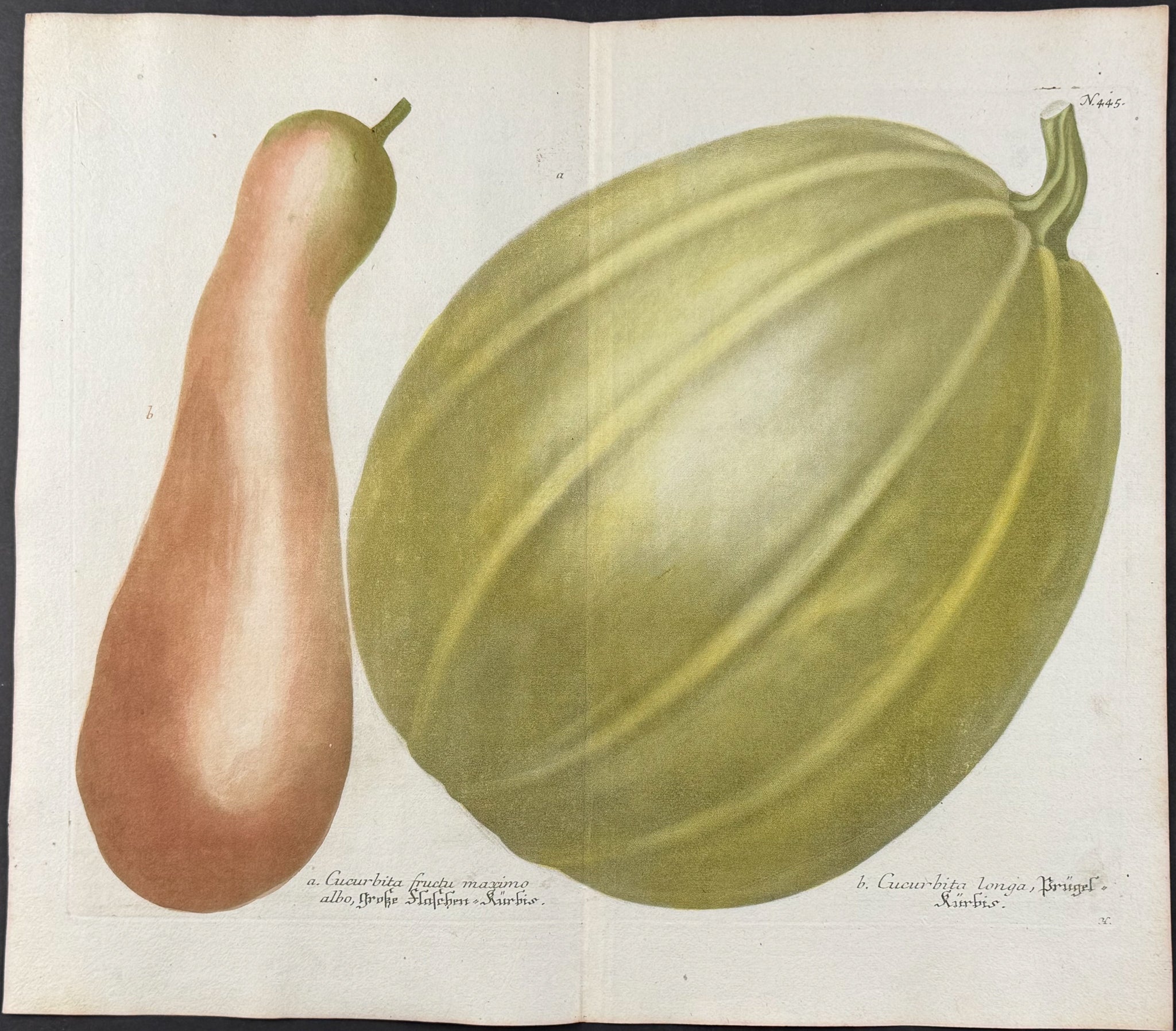 Gourd & Melon