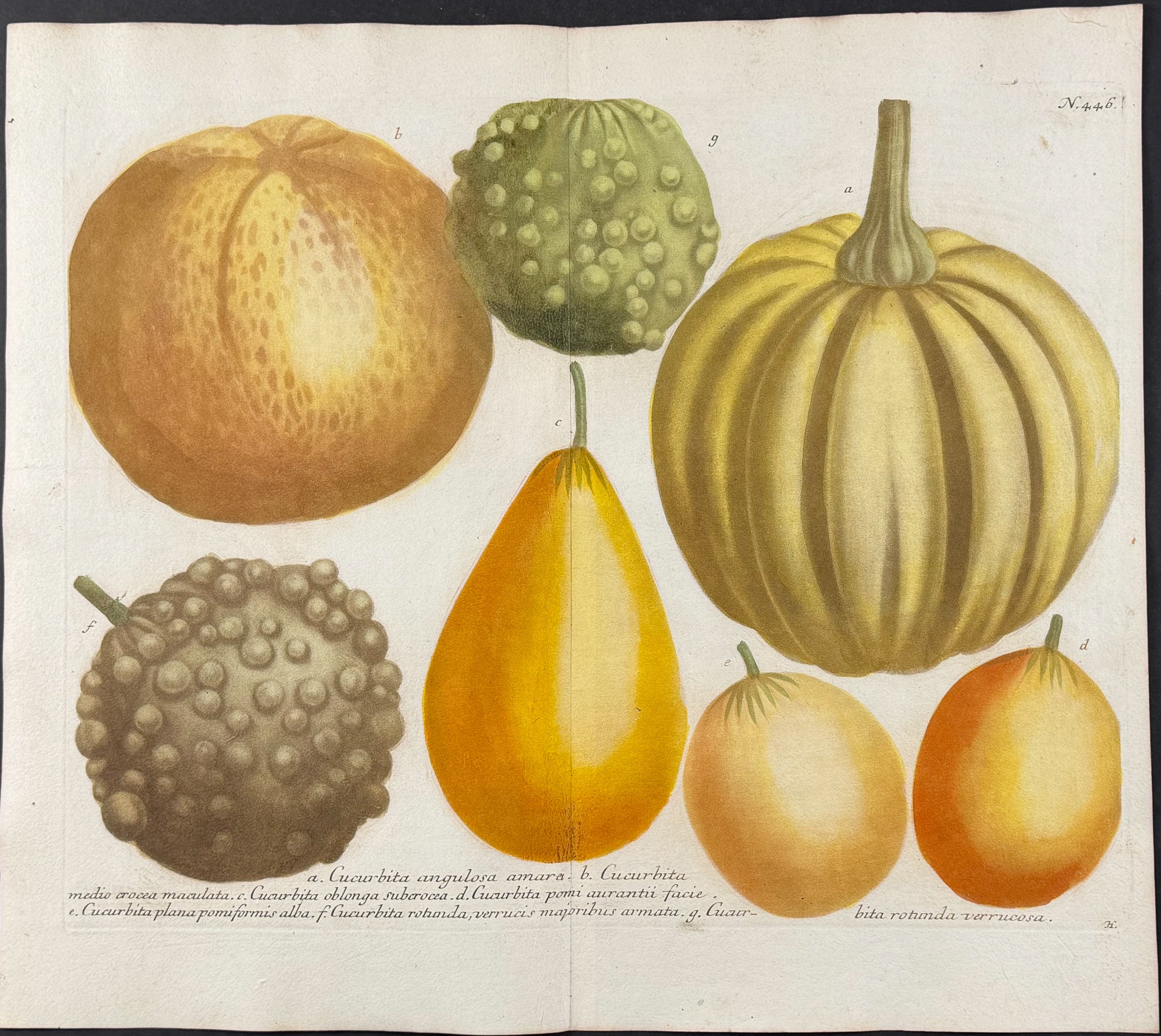 Gourd & Pumpkin