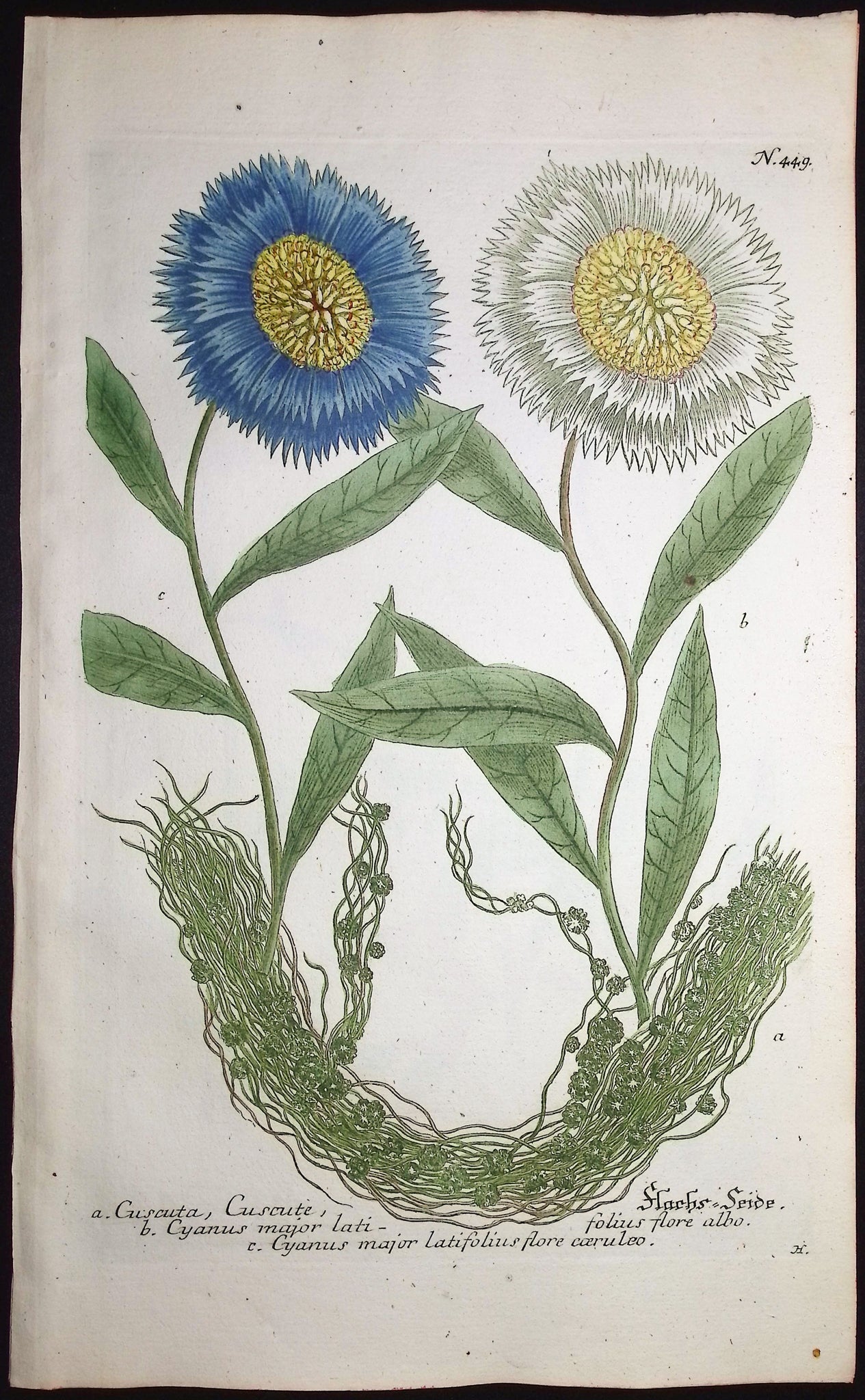 Cornflower