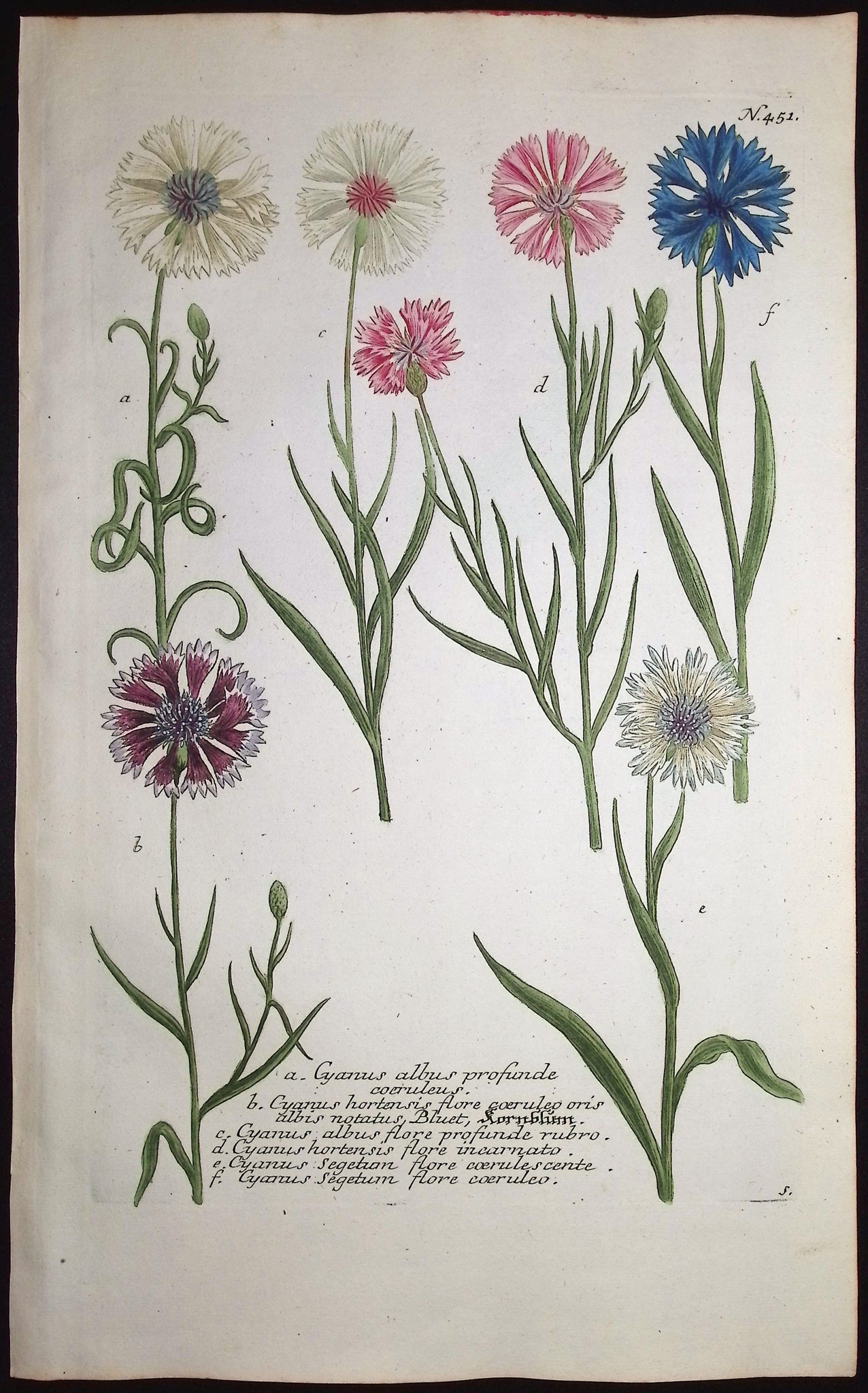 Cornflower