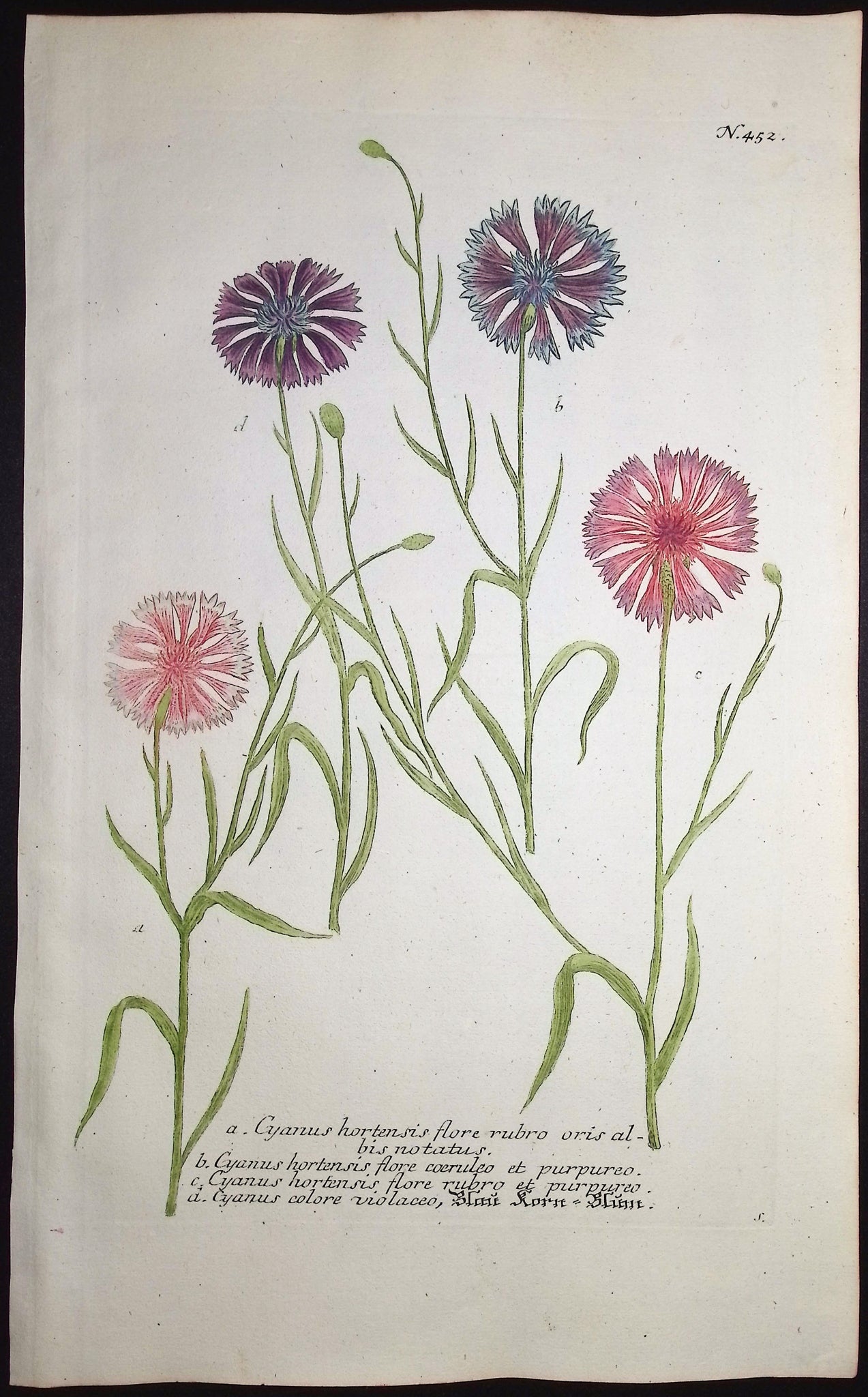 Cornflower